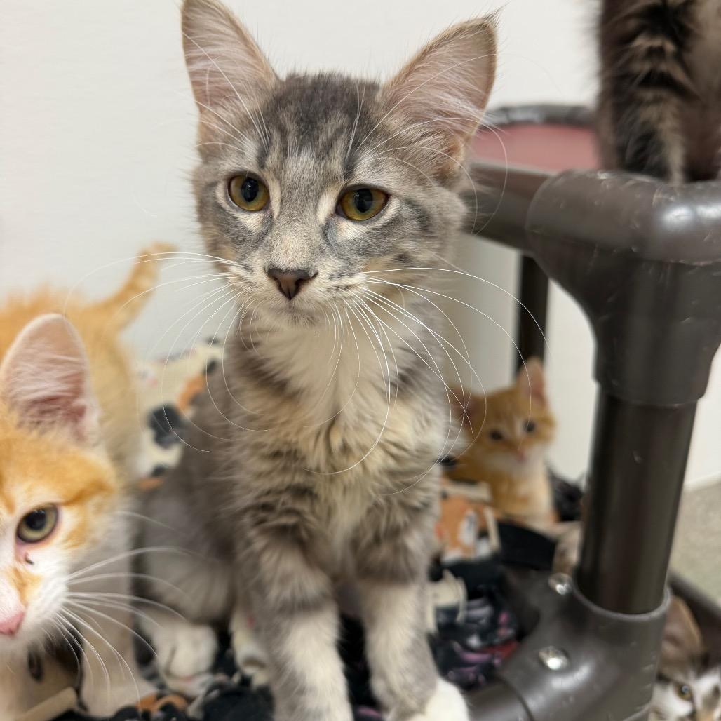 Enlarge Scoot, a Adoptable Domestic Medium Hair in Detroit Lakes, MN image 2/3
