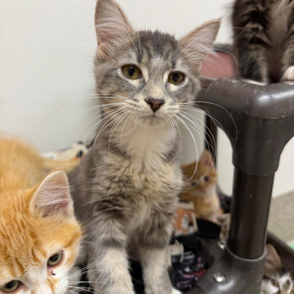 Enlarge Scoot, a Adoptable Domestic Medium Hair in Detroit Lakes, MN image 3/3