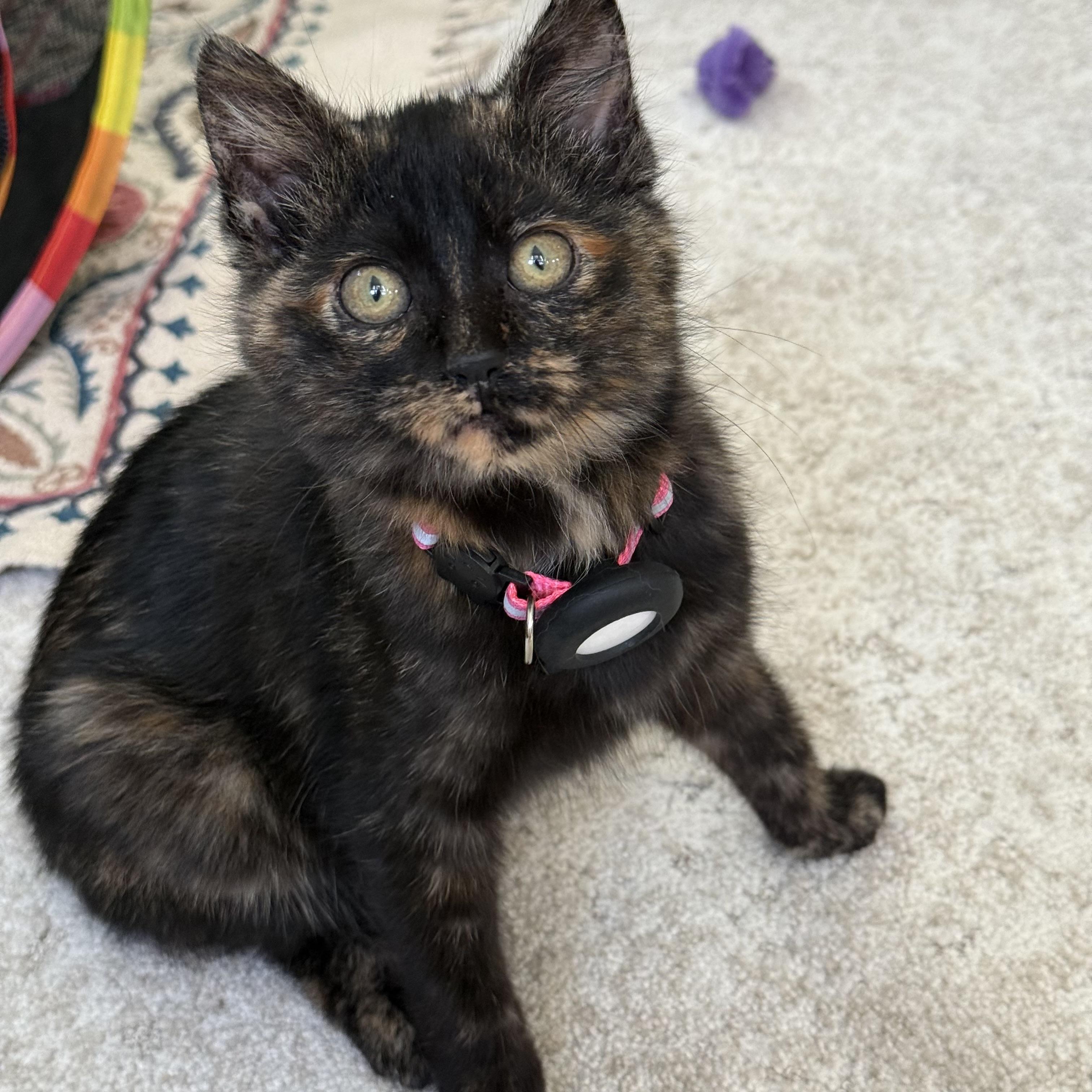 Eugene, an adopted Tortoiseshell in Chicago, IL image 1/4