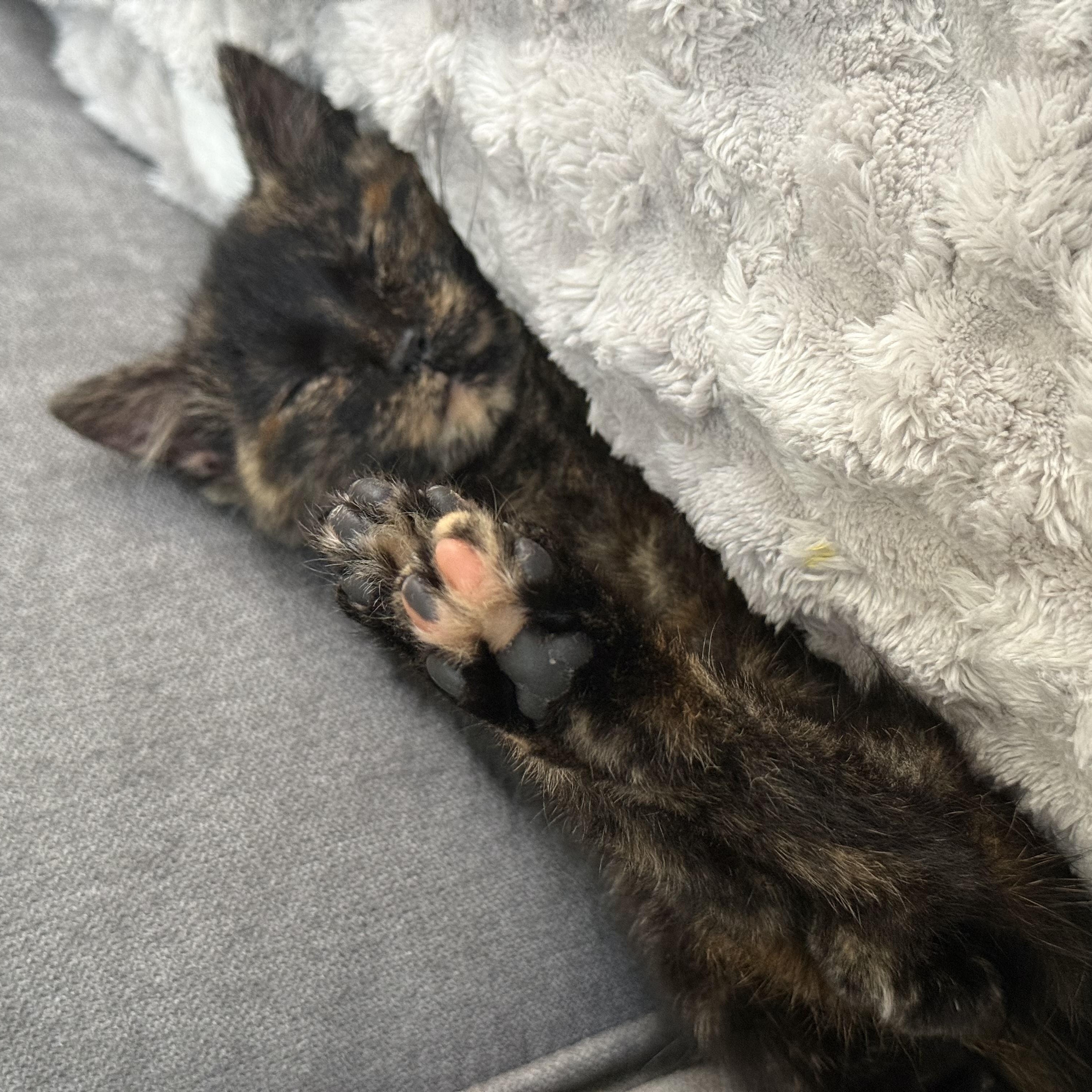 Eugene, an adopted Tortoiseshell in Chicago, IL image 3/4