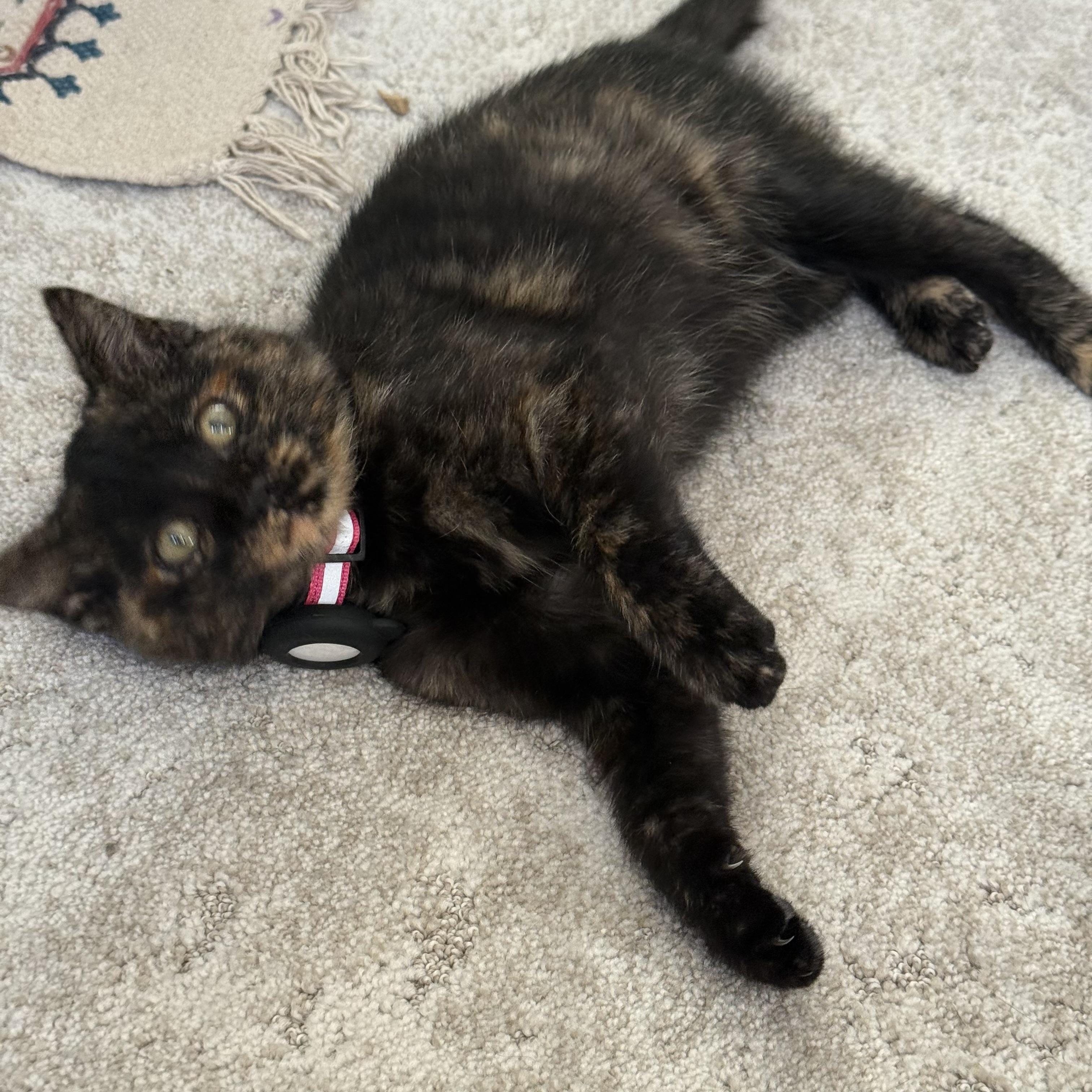 Eugene, an adopted Tortoiseshell in Chicago, IL image 4/4