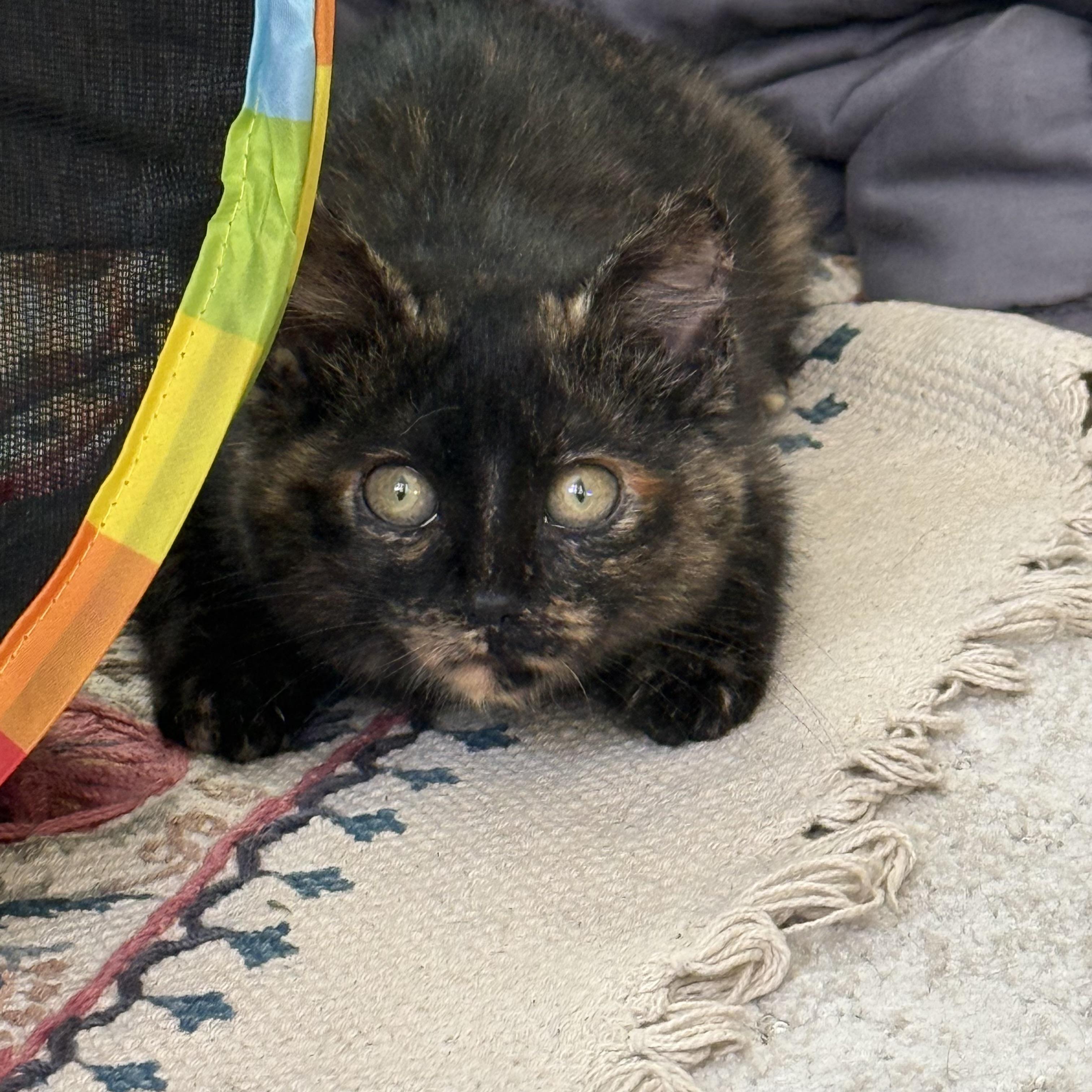 Eugene, an adopted Tortoiseshell in Chicago, IL image 2/4