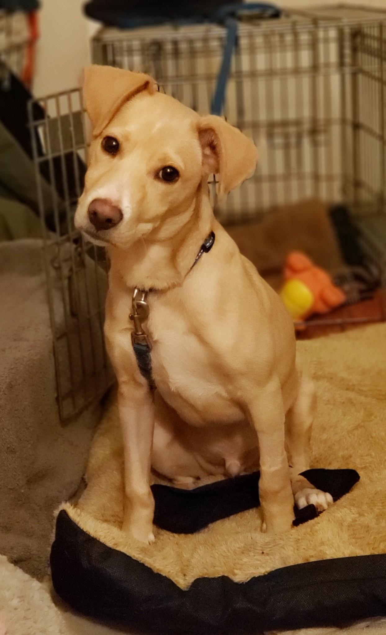 Benny, ADOPTABLE, Young Male Terrier.