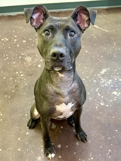 Lucy, Adoptable, Adult Female Mixed Breed & Mixed Breed.