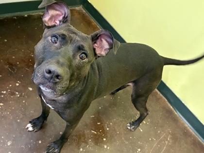 Enlarge Lucy, a Adoptable mixed breed in Cincinnati, OH image 3/3