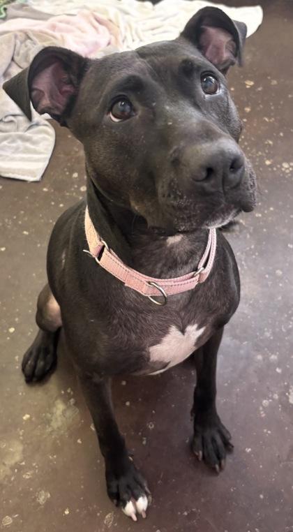 Enlarge Lucy, a Adoptable mixed breed in Cincinnati, OH image 3/3