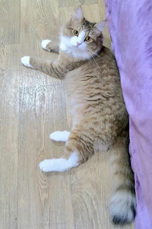 PORSCHA, a Adopted mixed breed in Madison, WI image 2/4