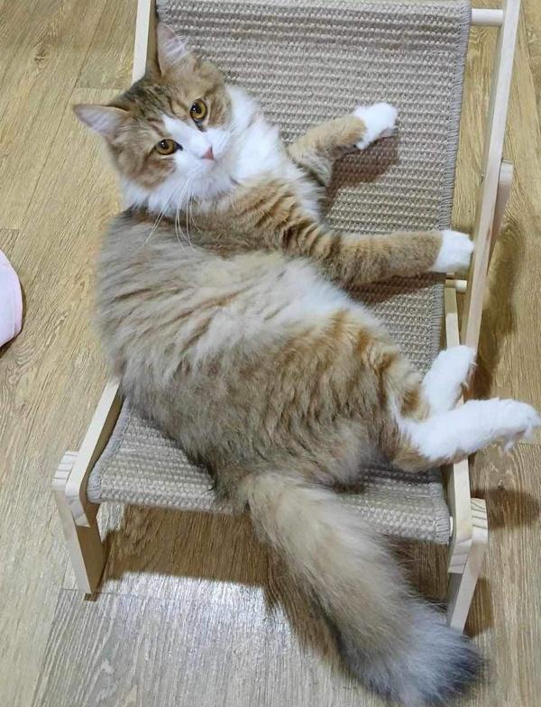 PORSCHA, a Adopted mixed breed in Madison, WI image 3/4