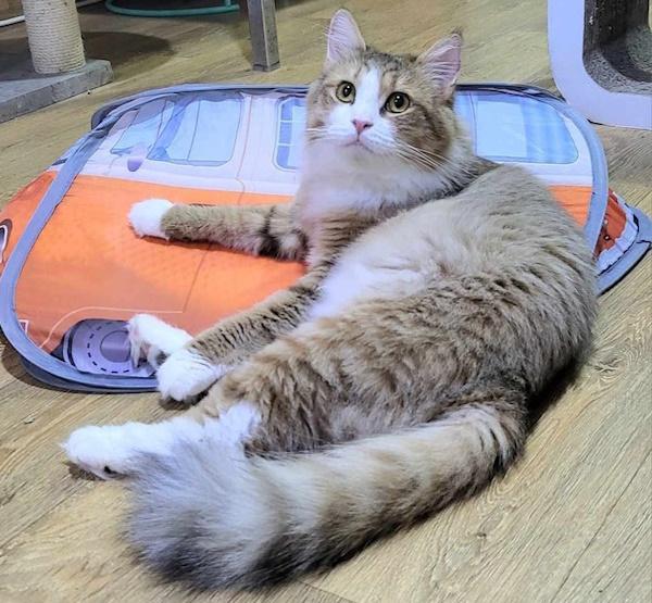 PORSCHA, a Adopted mixed breed in Madison, WI image 4/4