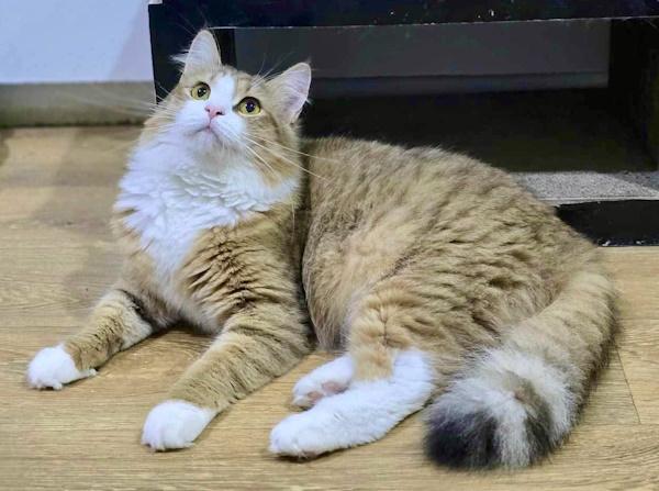 PORSCHA, Adopted, Young Female Siberian.