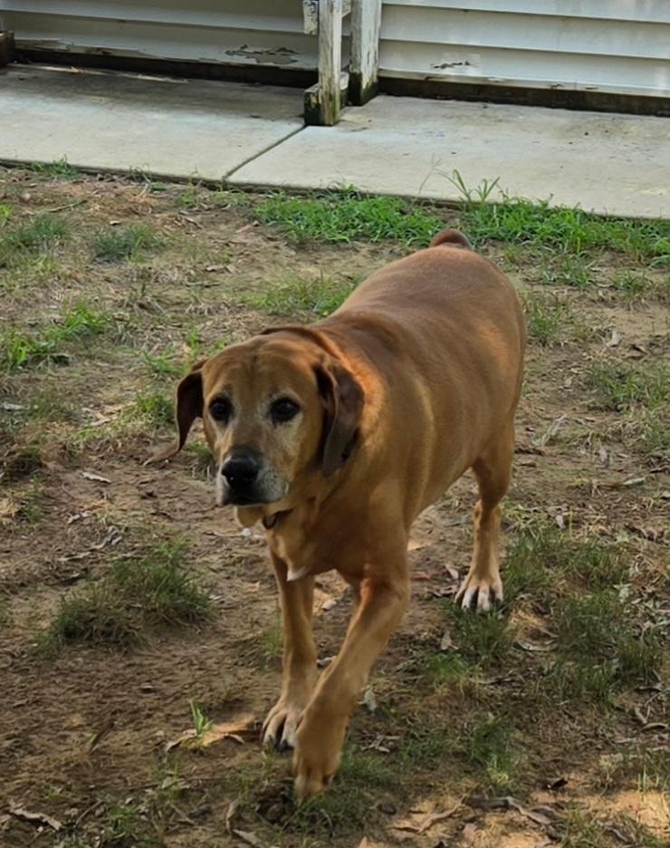 Enlarge Clyde, a ADOPTABLE Redbone Coonhound in Stanley, VA image 2/2