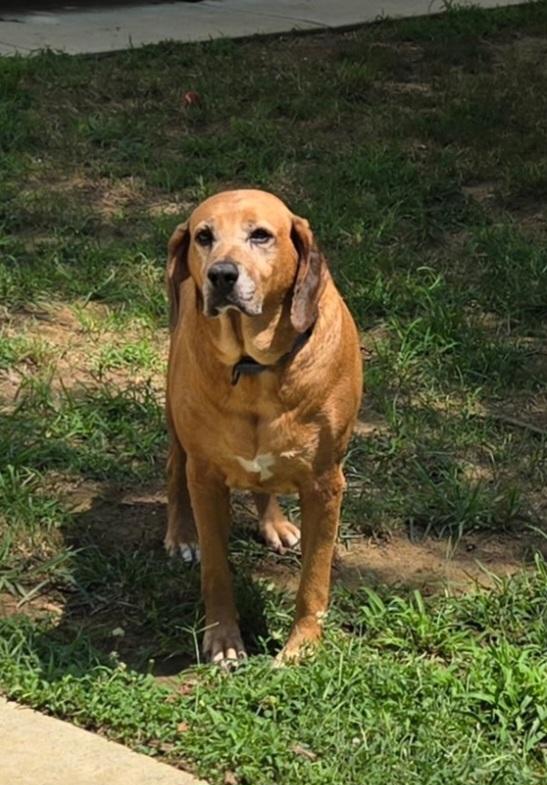 Clyde, ADOPTABLE, Senior Male Redbone Coonhound.