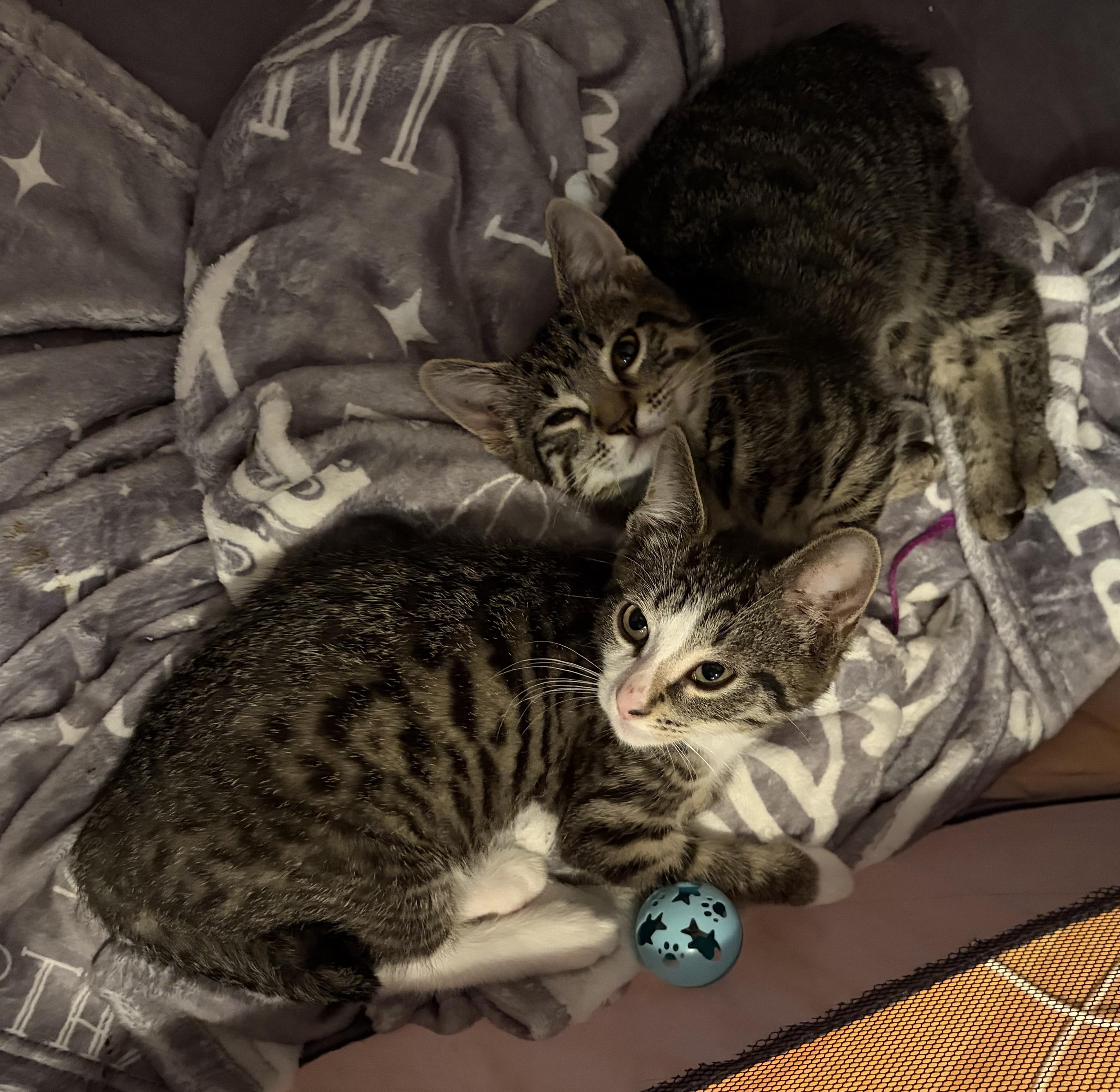 Enlarge Zeno and Louie, a Adoptable Domestic Short Hair in Rehoboth, MA image 4/6