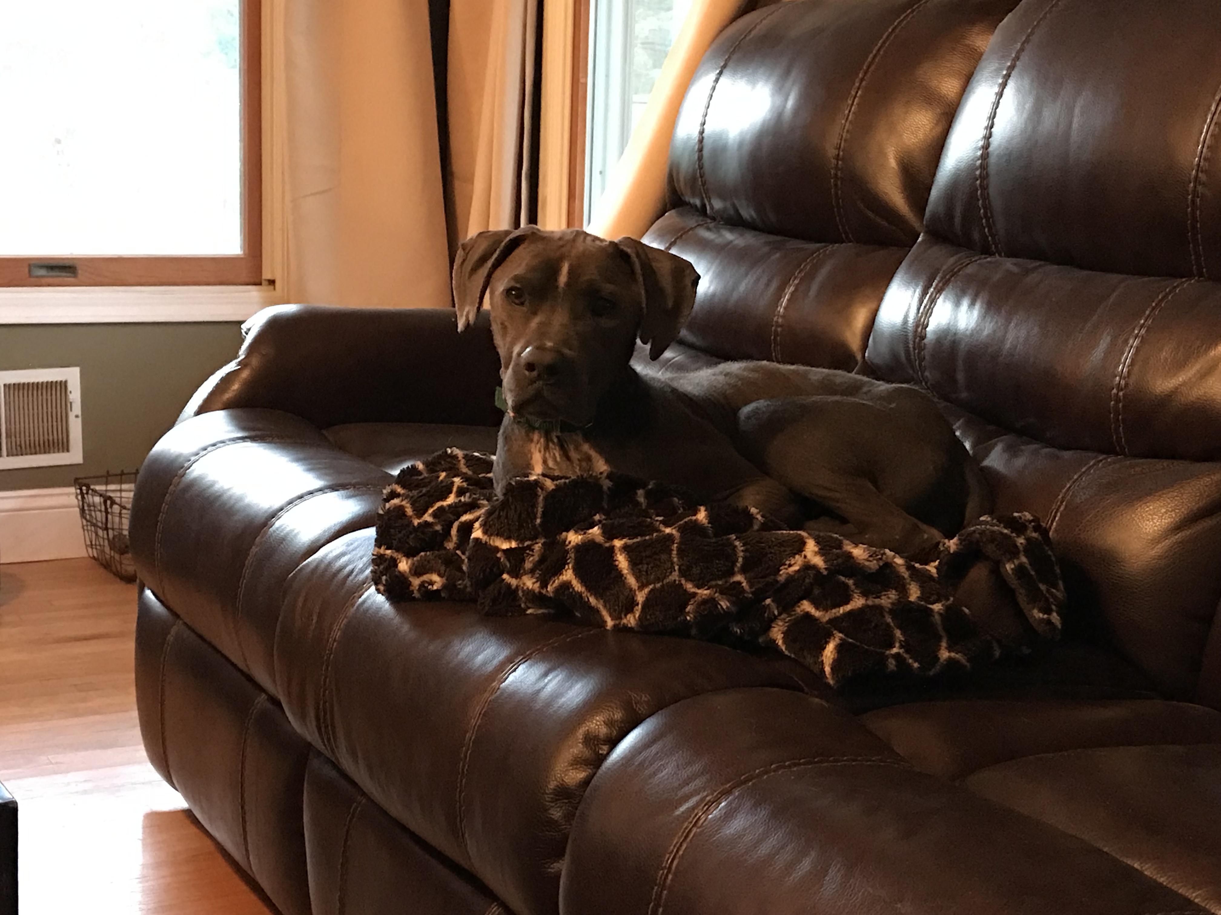 Enlarge Betsy, a Adoptable mixed breed in Millstone, NJ image 1/1