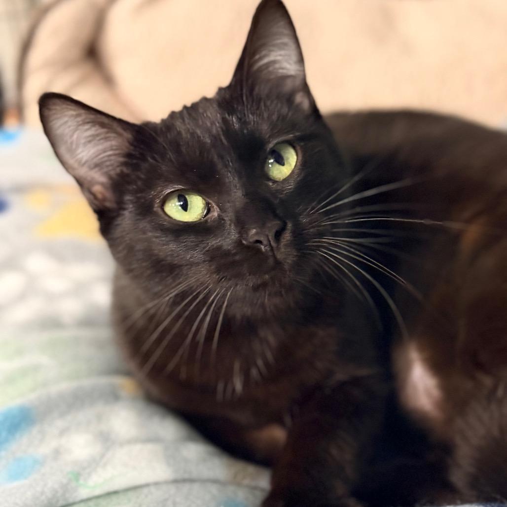 Enlarge Ms Doubtfire, a Adoptable Domestic Short Hair in Redwood Valley, CA image 1/3