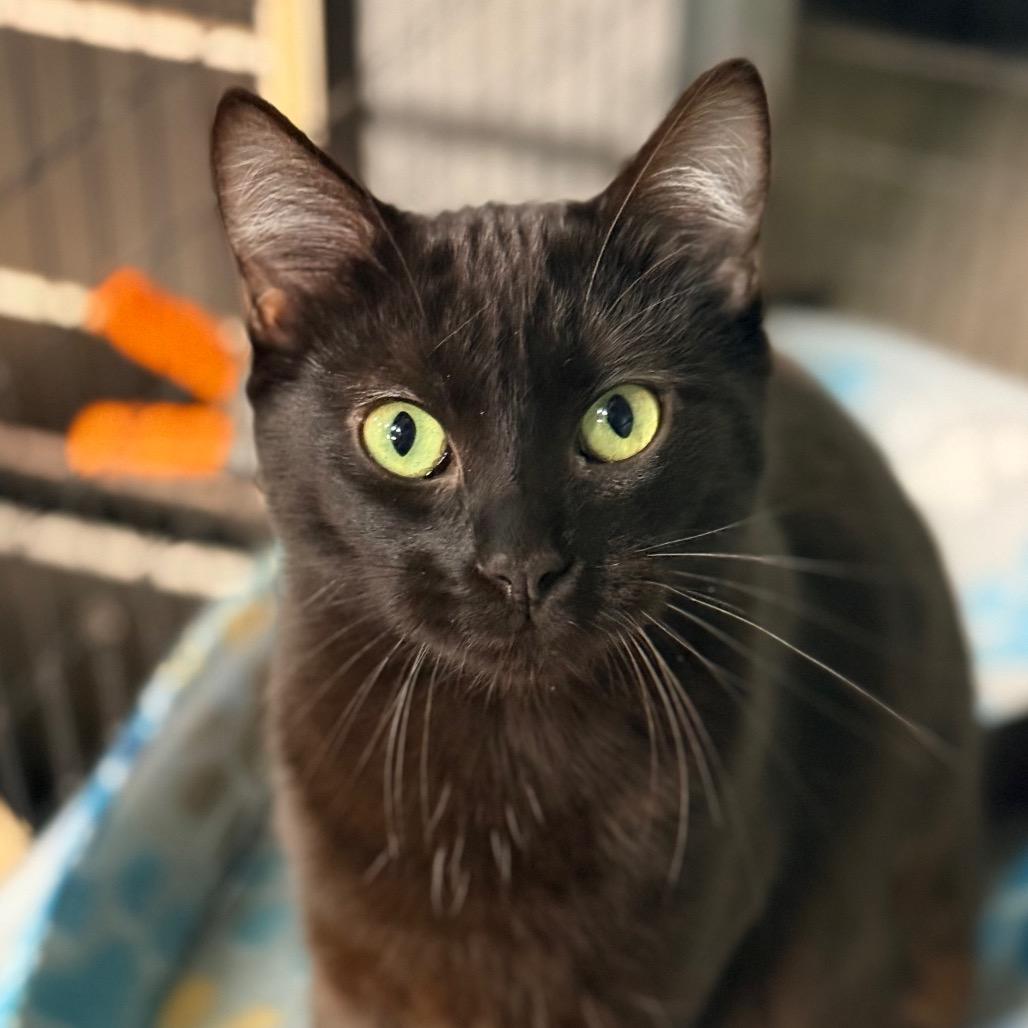 Enlarge Ms Doubtfire, a Adoptable Domestic Short Hair in Redwood Valley, CA image 2/3