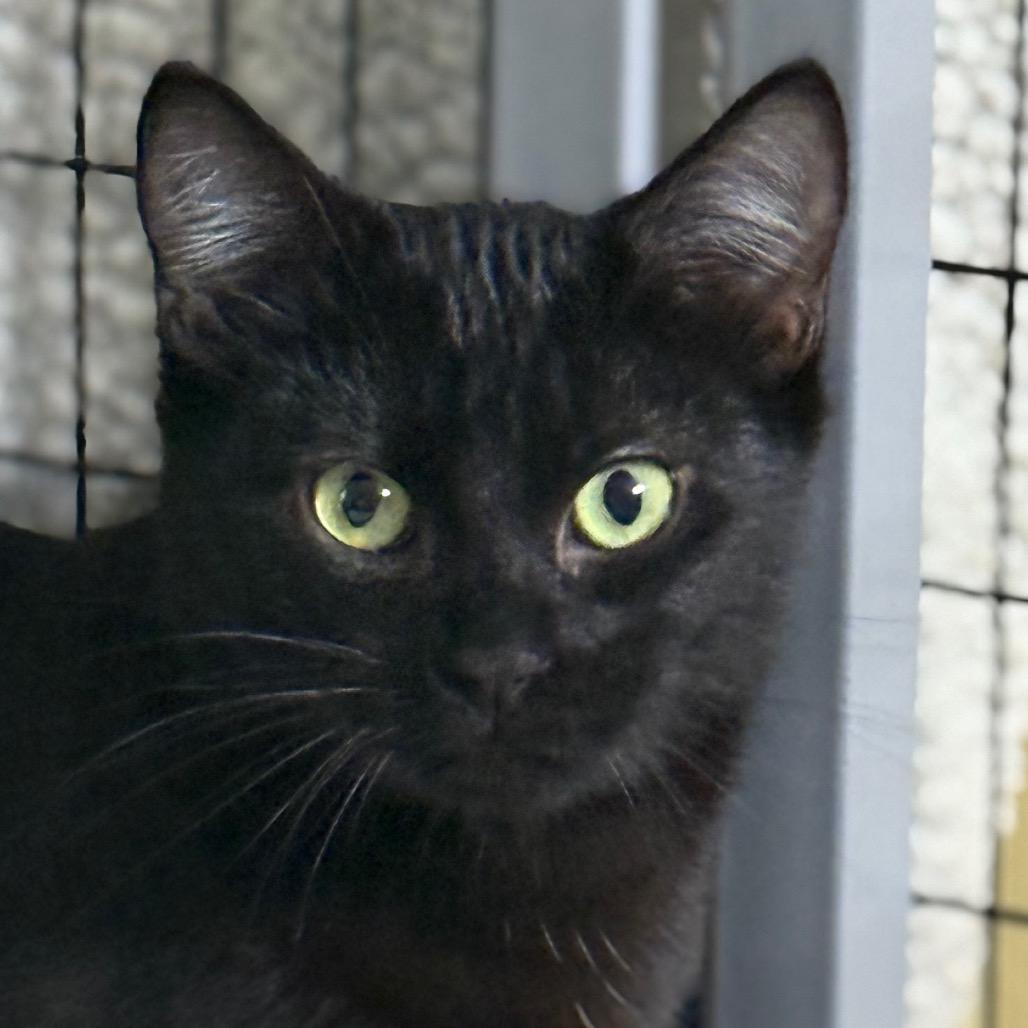 Enlarge Ms Doubtfire, a Adoptable Domestic Short Hair in Redwood Valley, CA image 1/1