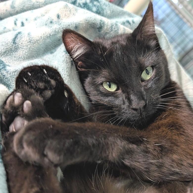 Enlarge Ms Doubtfire, a Adoptable Domestic Short Hair in Redwood Valley, CA image 4/6