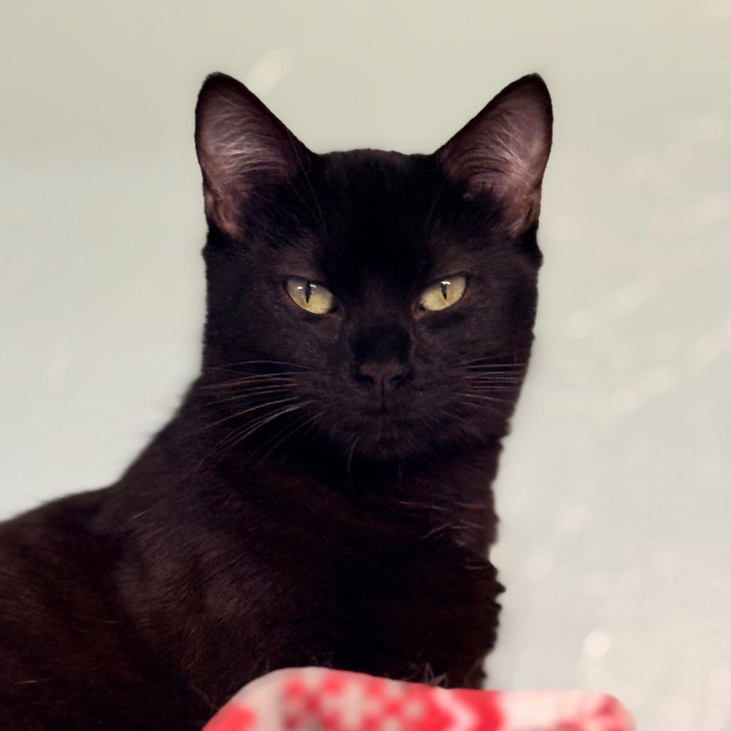 Ms Doubtfire, a Adoptable Domestic Short Hair in Redwood Valley, CA image 4/6