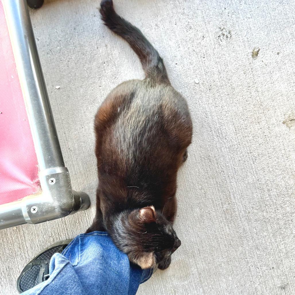 Ms Doubtfire, a Adoptable Domestic Short Hair in Redwood Valley, CA image 5/6