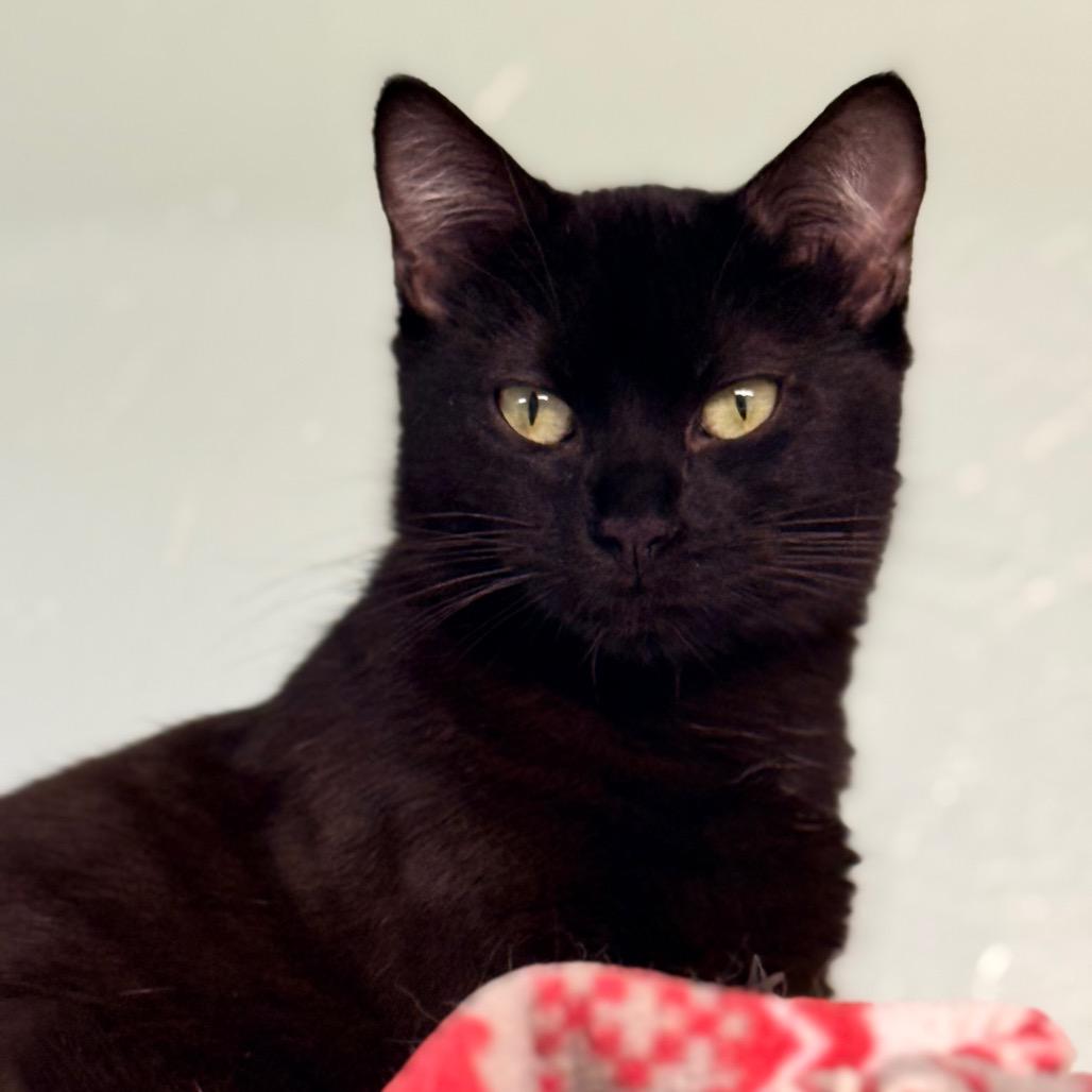 Ms Doubtfire, a Adoptable Domestic Short Hair in Redwood Valley, CA image 6/6