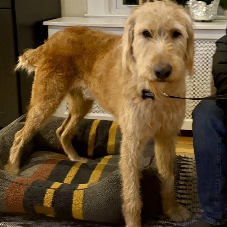 Beck (doodle), ADOPTABLE, Young Male Goldendoodle.