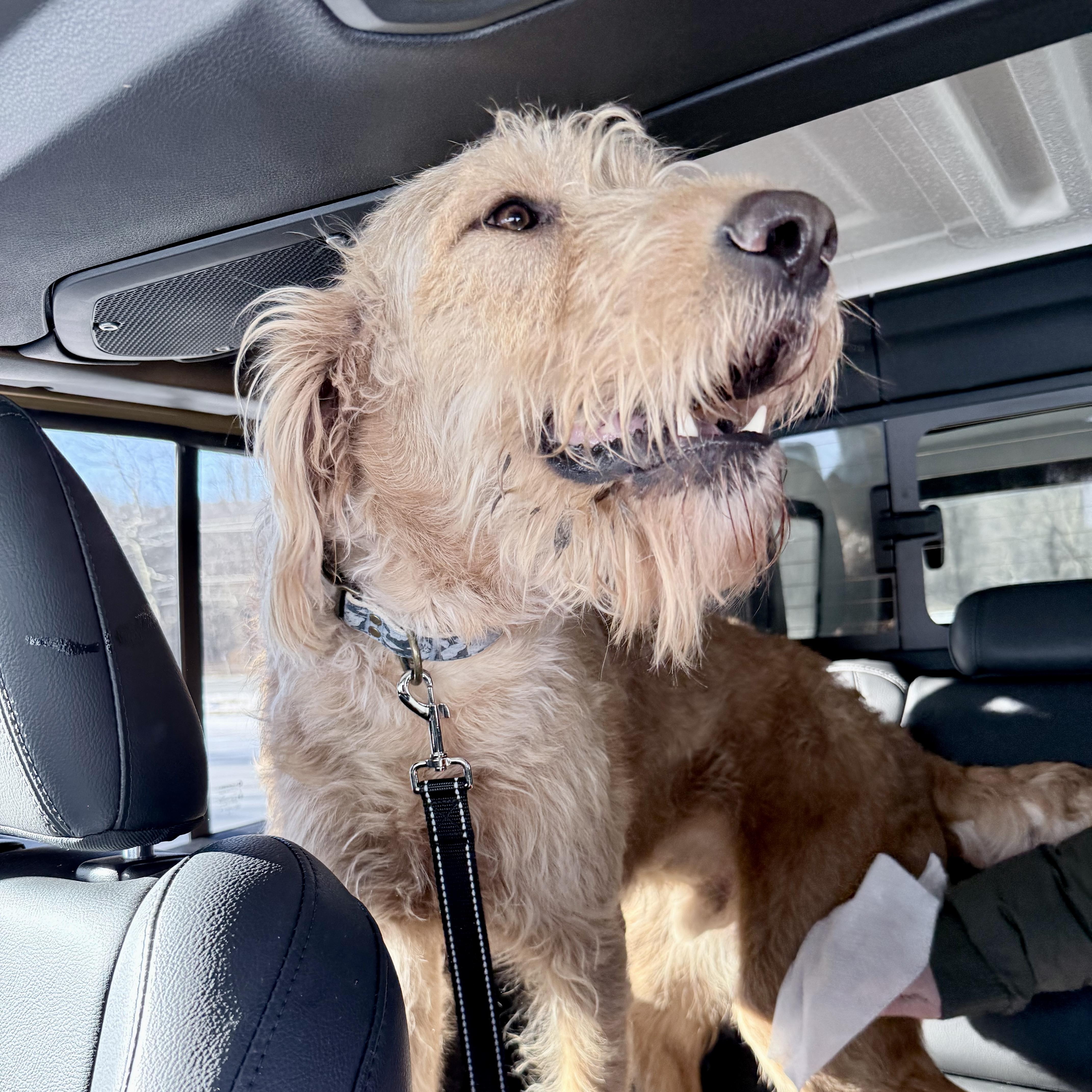 Enlarge Beck (doodle), a ADOPTABLE Goldendoodle in Bethpage, NY image 2/6