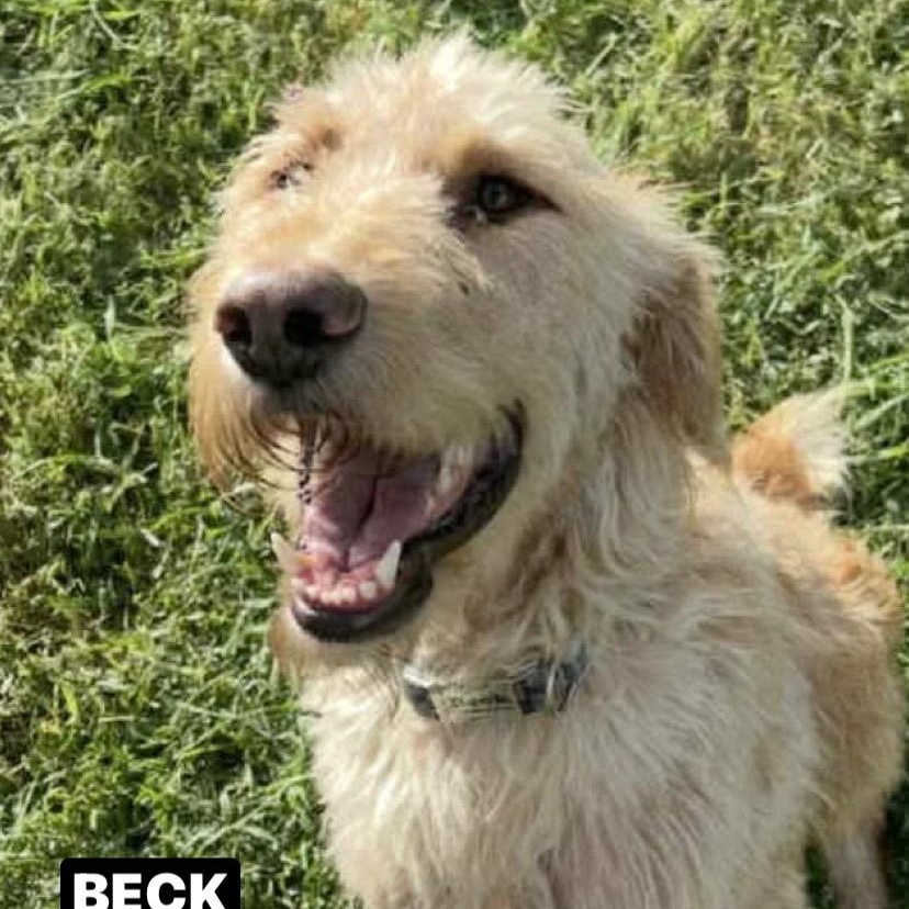 Enlarge Beck (doodle), a ADOPTABLE Goldendoodle in Bethpage, NY image 4/6