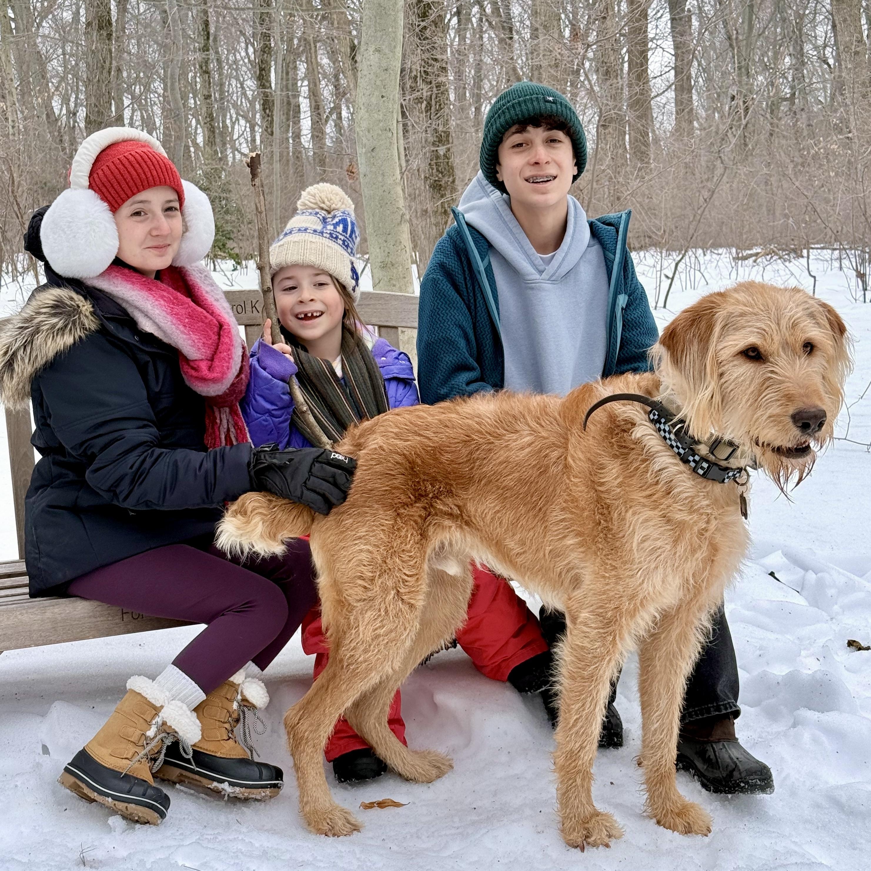 Enlarge Beck (doodle), a ADOPTABLE Goldendoodle in Bethpage, NY image 3/6