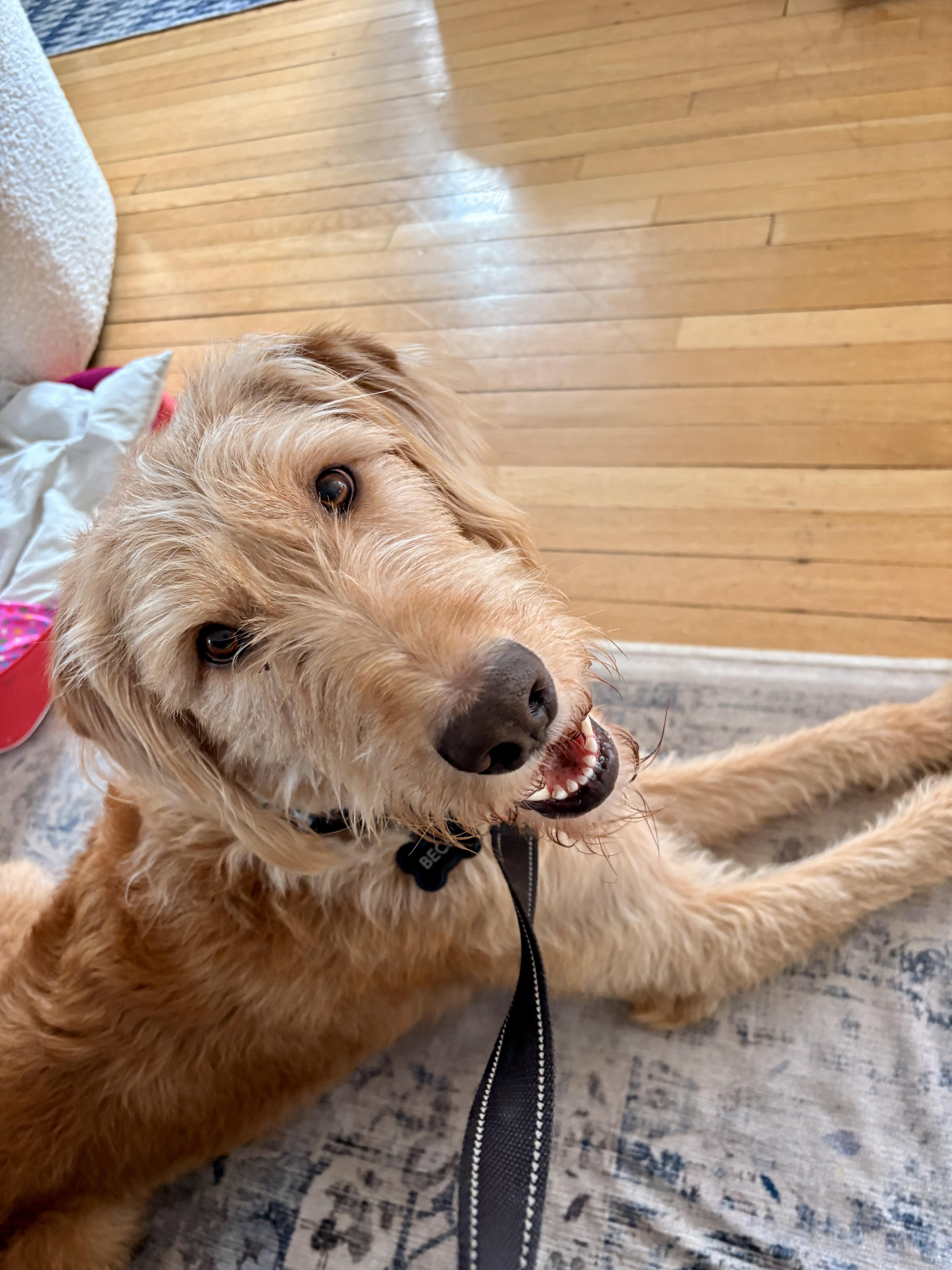 Enlarge Beck (doodle), a ADOPTABLE Goldendoodle in Bethpage, NY image 6/6