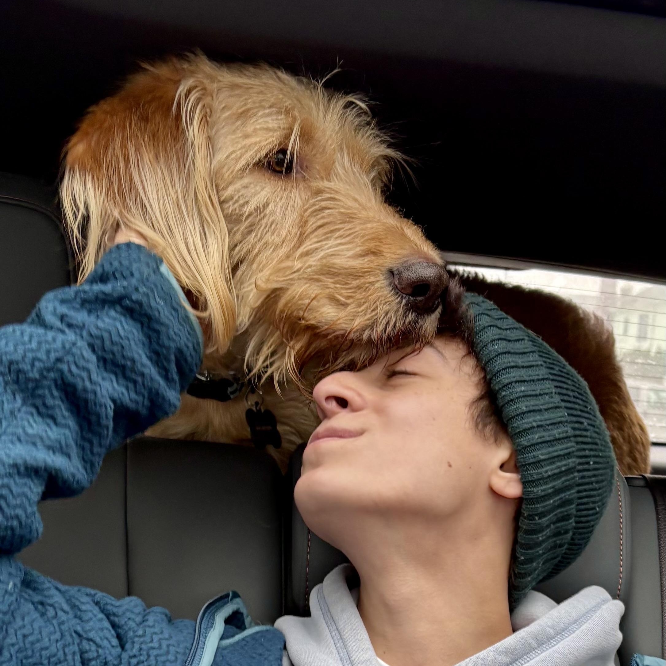 Enlarge Beck (doodle), a ADOPTABLE Goldendoodle in Bethpage, NY image 5/6