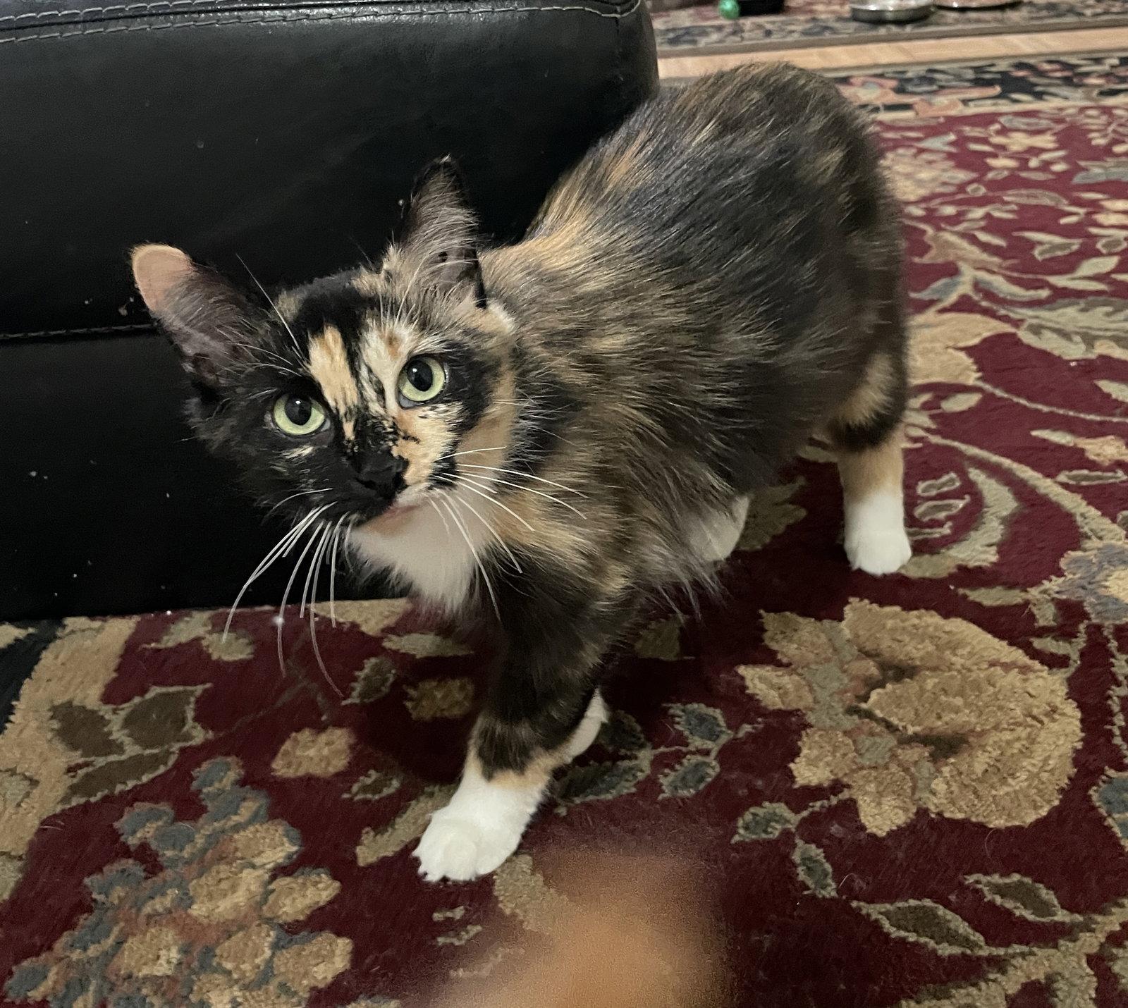 Enlarge Sasha-manx cat, a Adoptable Manx in Herndon, VA image 1/3
