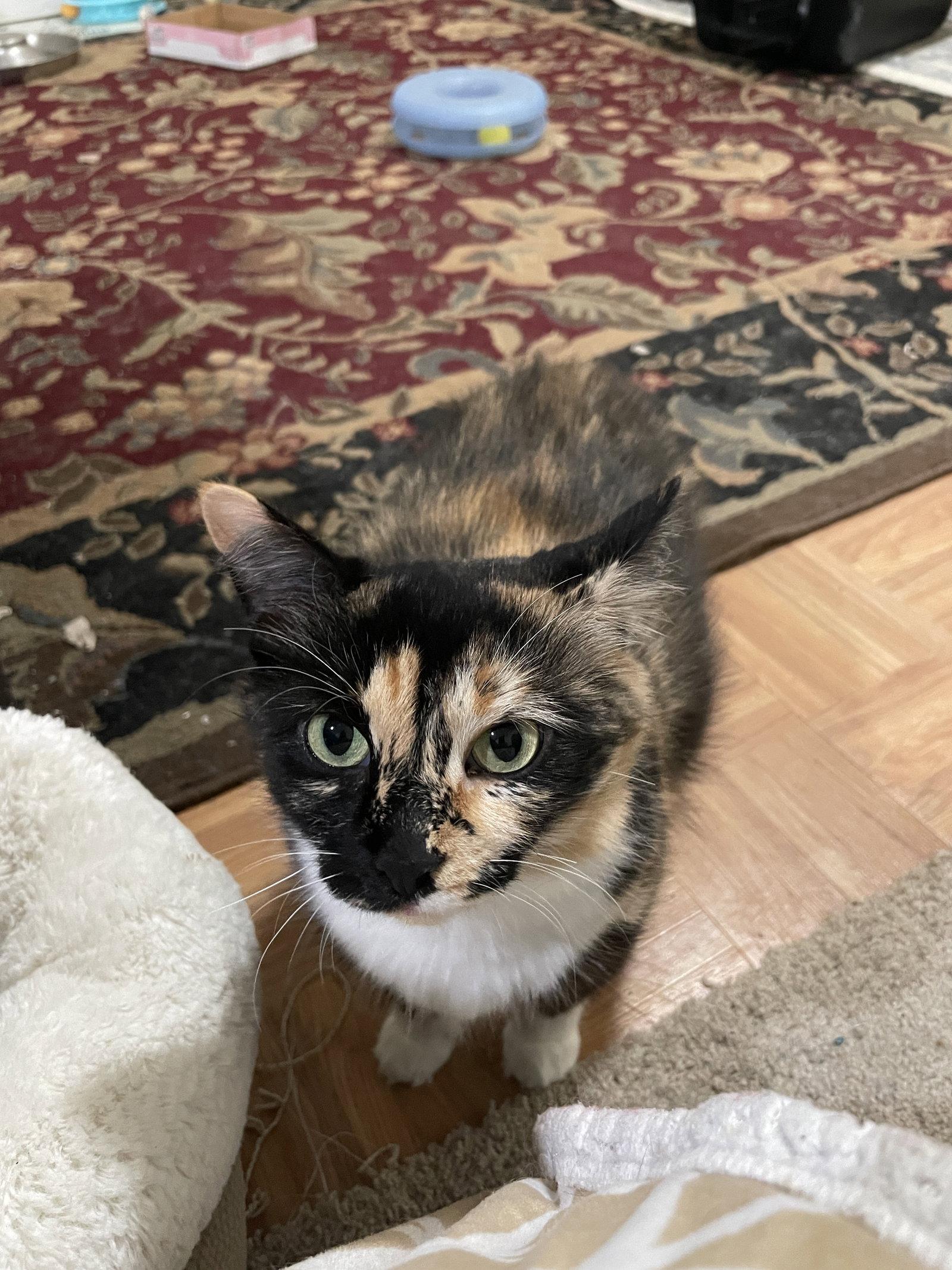 Enlarge Sasha-manx cat, a Adoptable Manx in Herndon, VA image 2/3