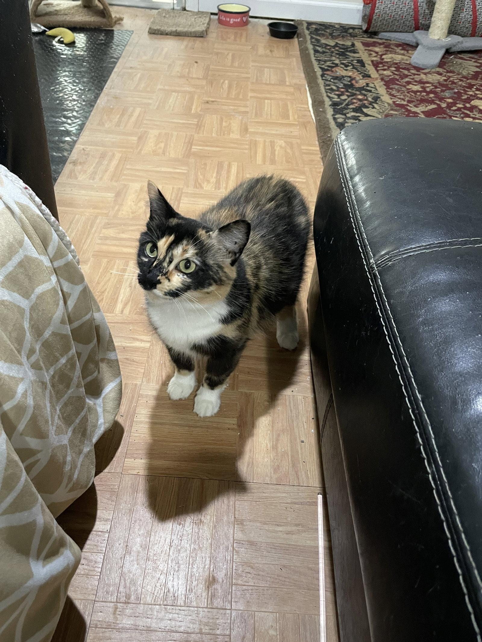 Enlarge Sasha-manx cat, a Adoptable Manx in Herndon, VA image 3/3
