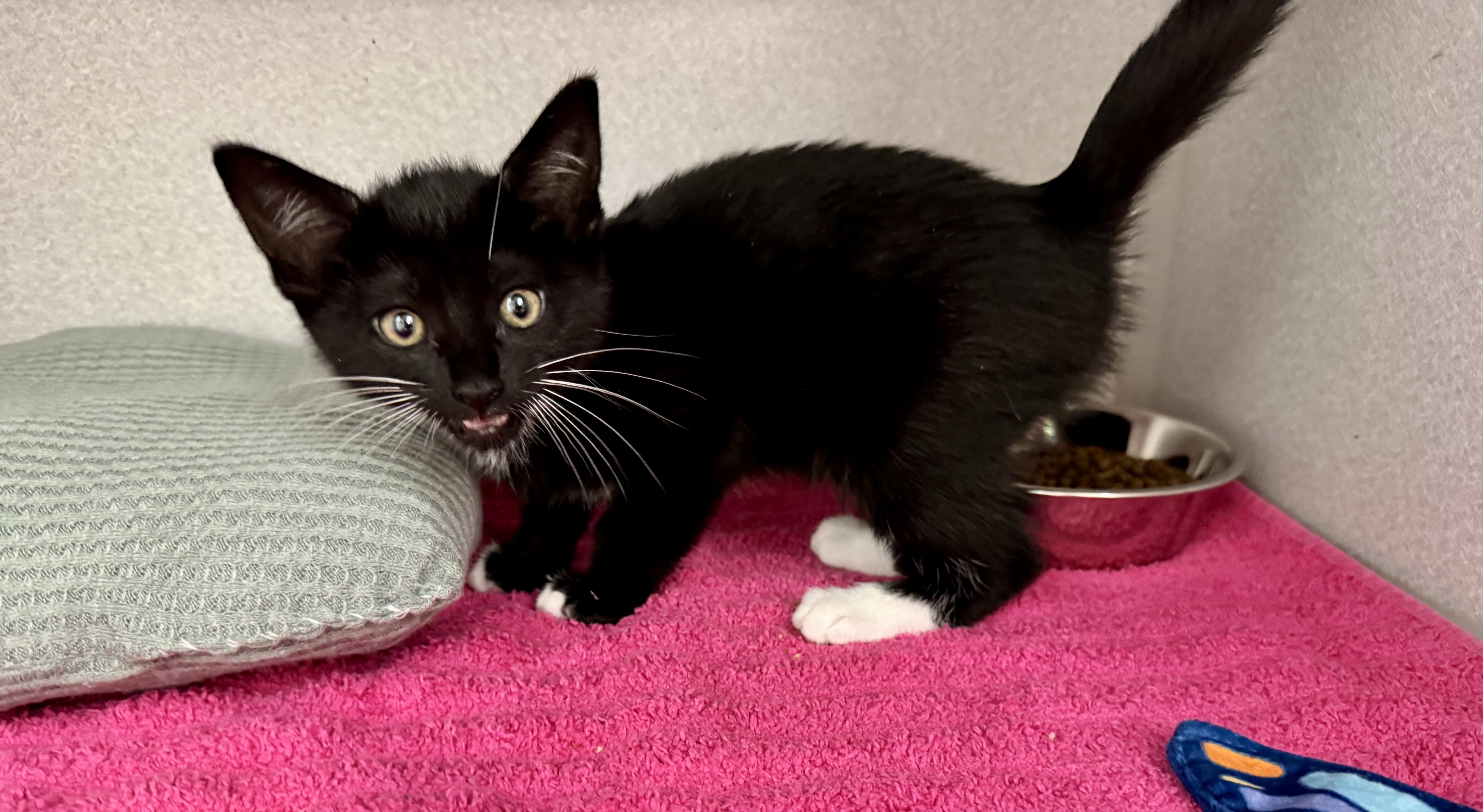 Enlarge *Stormy, an adopted mixed breed in Red Bluff, CA image 4/5