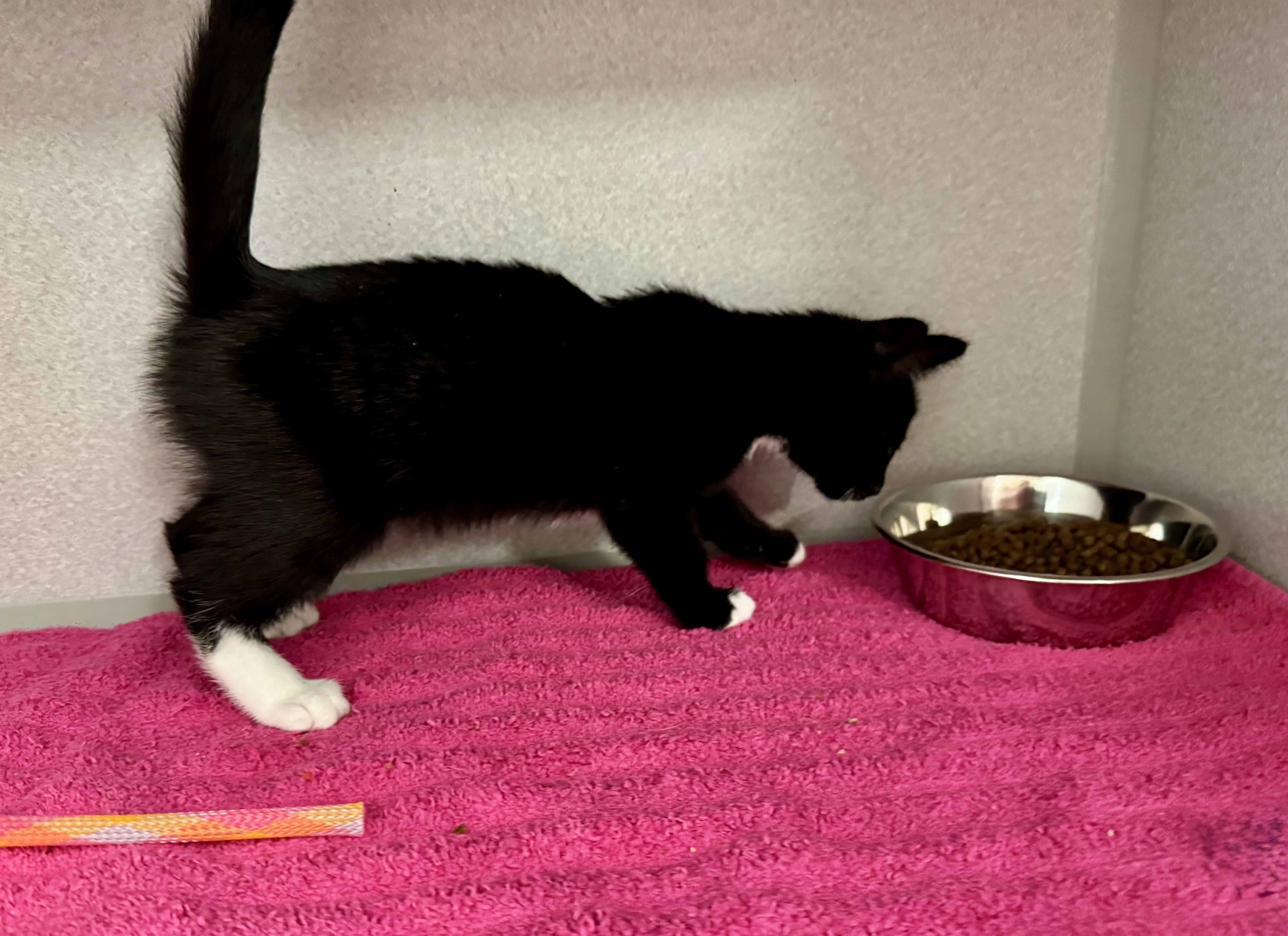 Enlarge *Stormy, an adopted mixed breed in Red Bluff, CA image 2/5