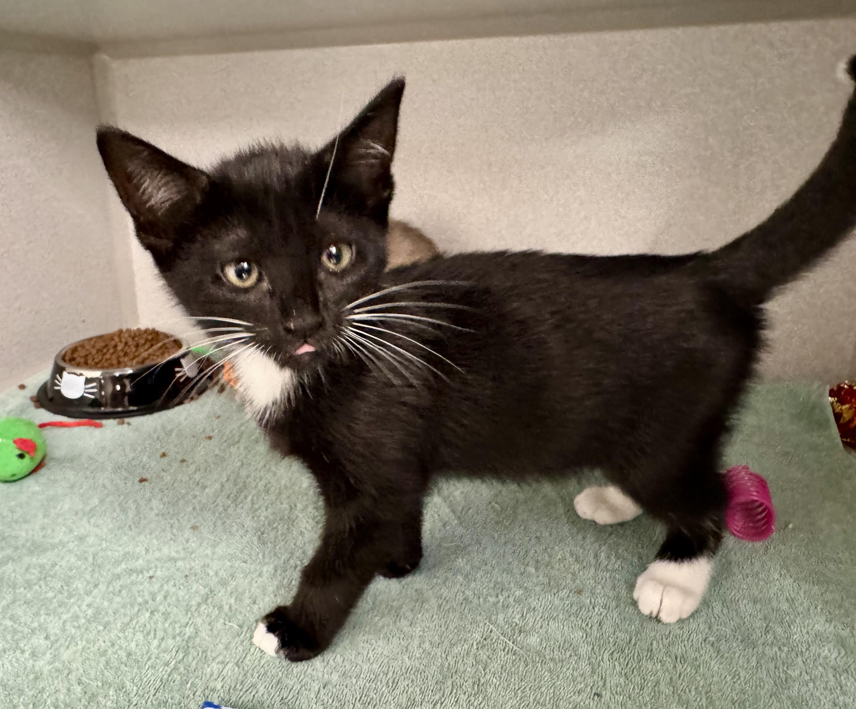Enlarge *Stormy, an adopted mixed breed in Red Bluff, CA image 5/5