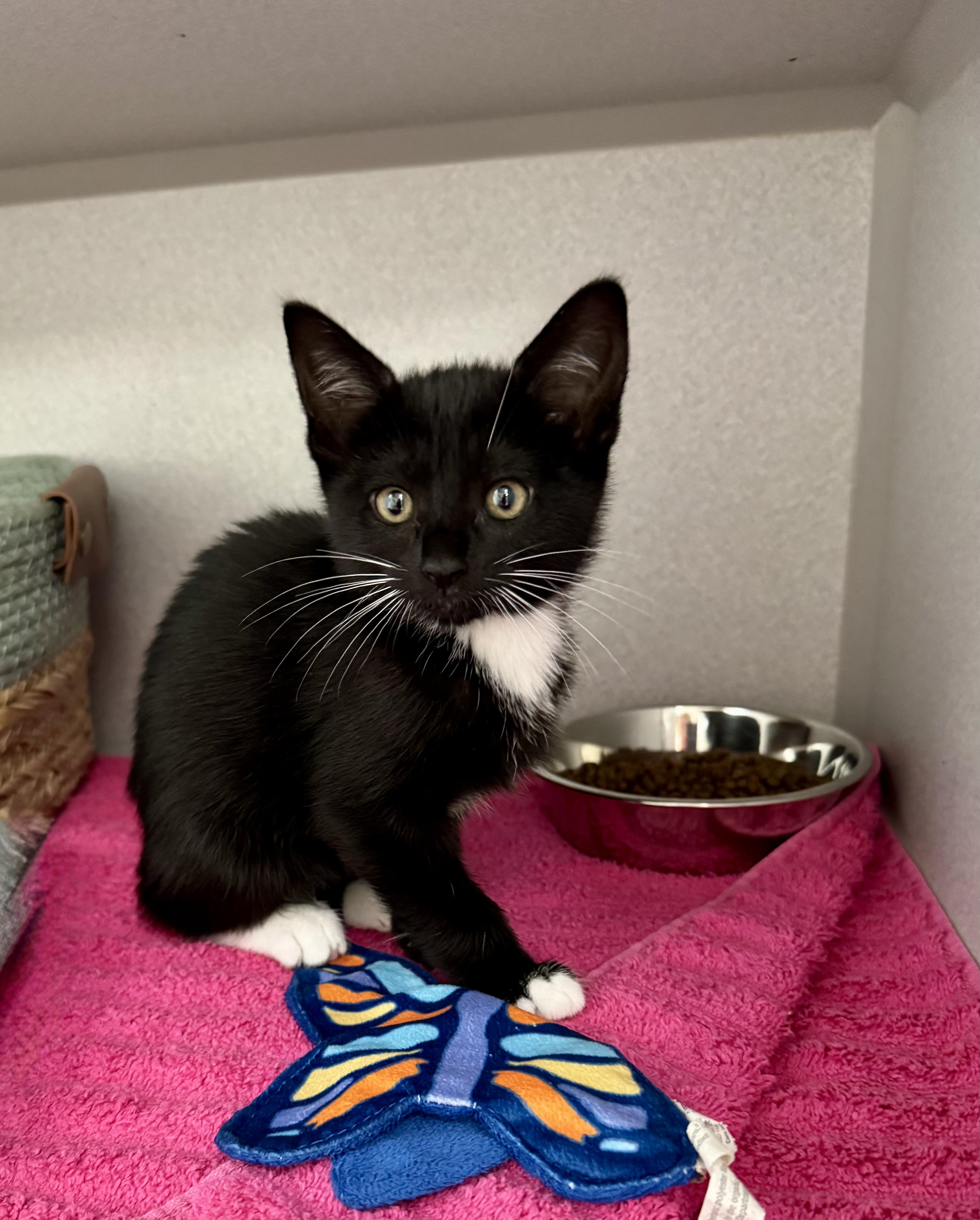 Enlarge *Stormy, an adopted mixed breed in Red Bluff, CA image 3/5