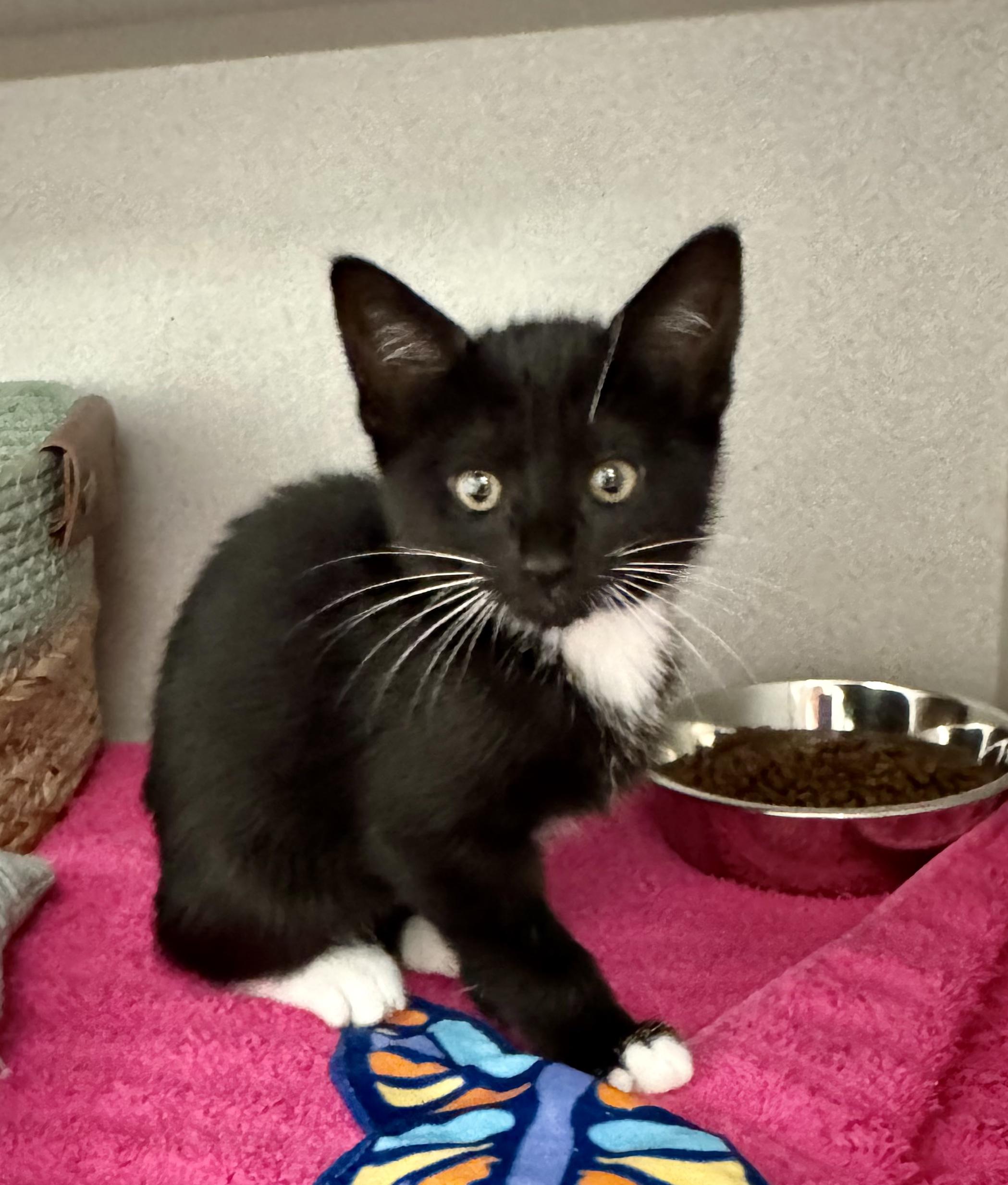 *Stormy, adopted, Kitten Female Tuxedo & Domestic Short Hair.