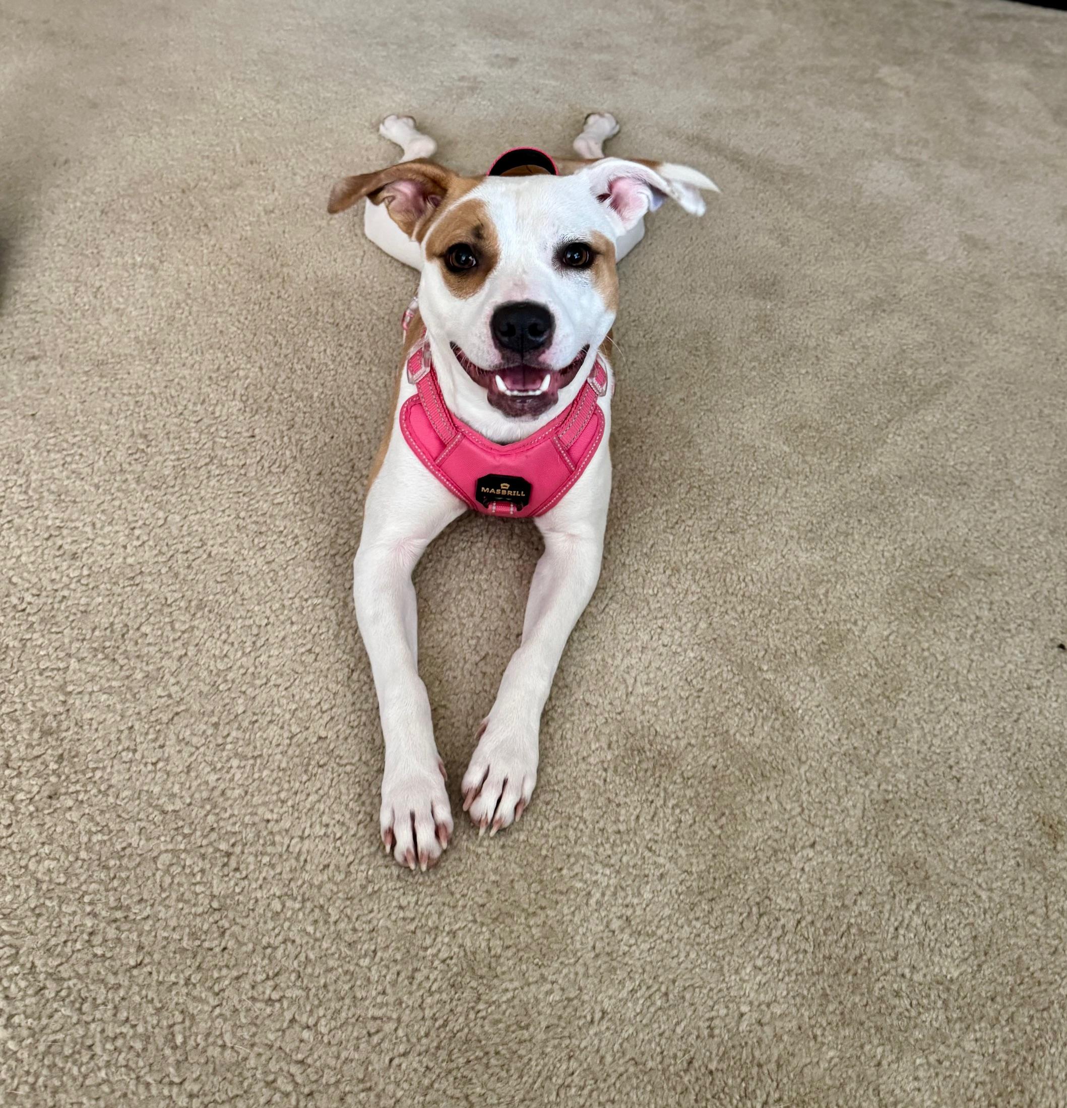 Roxy, a ADOPTABLE mixed breed in Cantonment, FL image 1/6