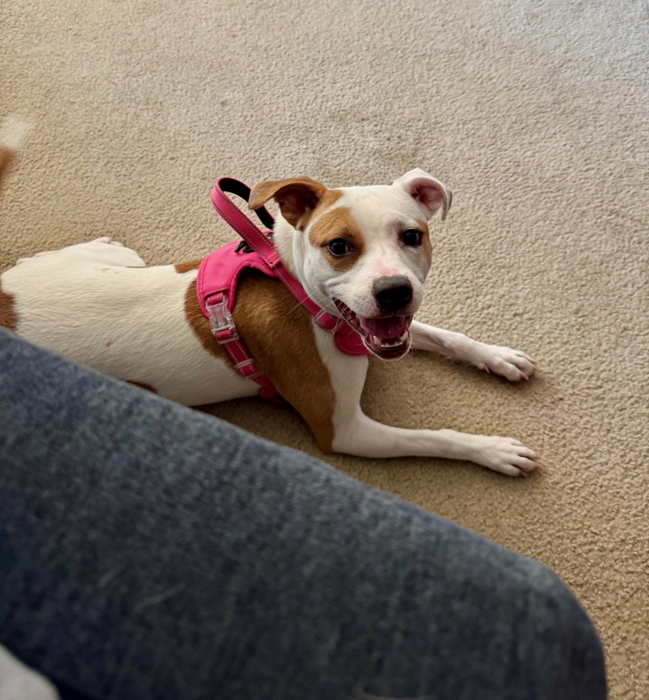 Roxy, a ADOPTABLE mixed breed in Cantonment, FL image 3/6