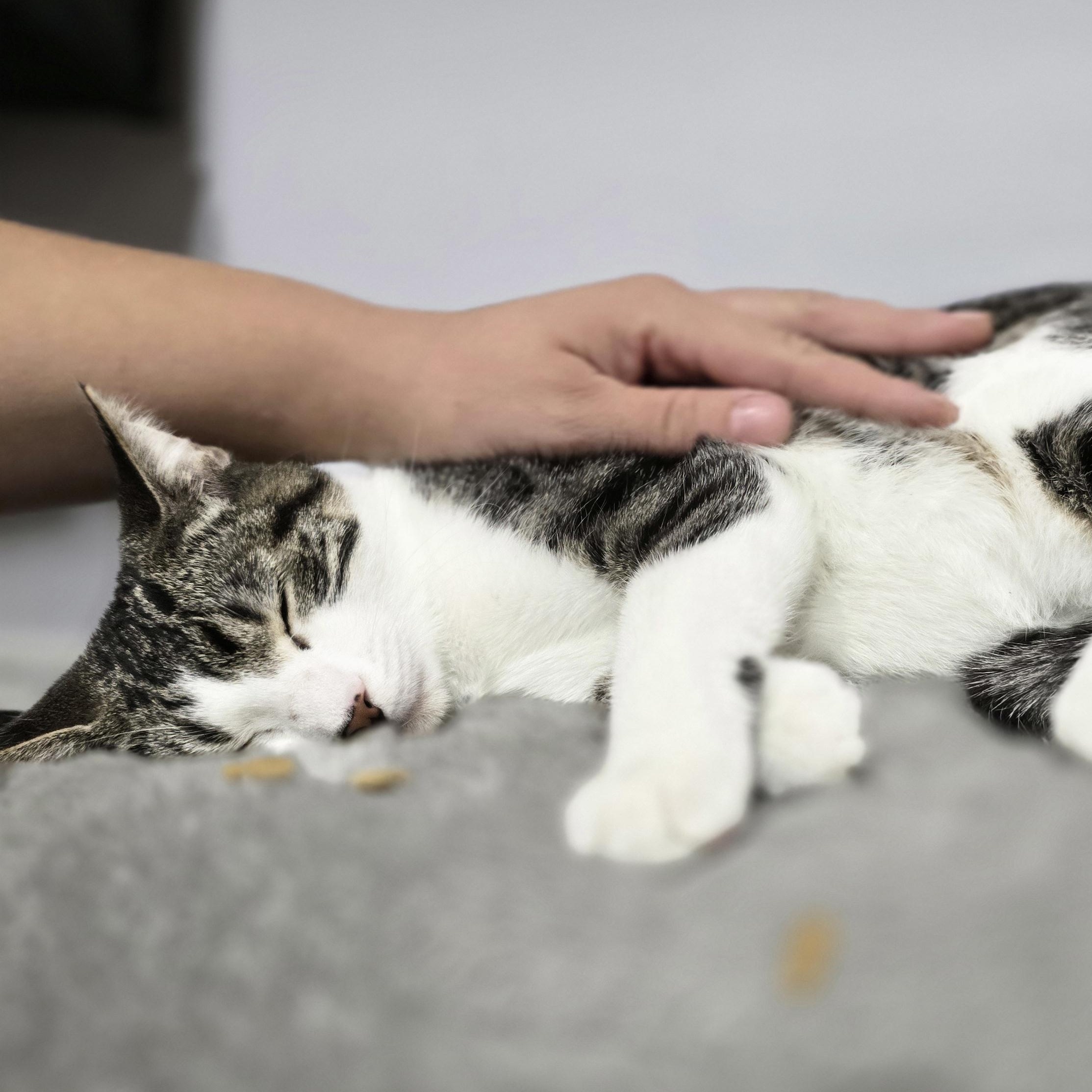 Andrina ($20 fee), Adoptable, Young Female Domestic Short Hair.