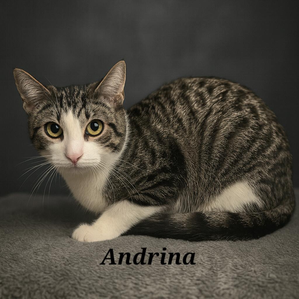 Andrina