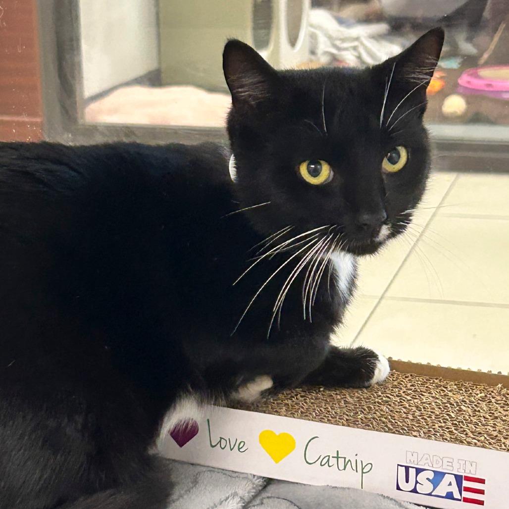 Michael, Adoptable, Young Male Domestic Short Hair.