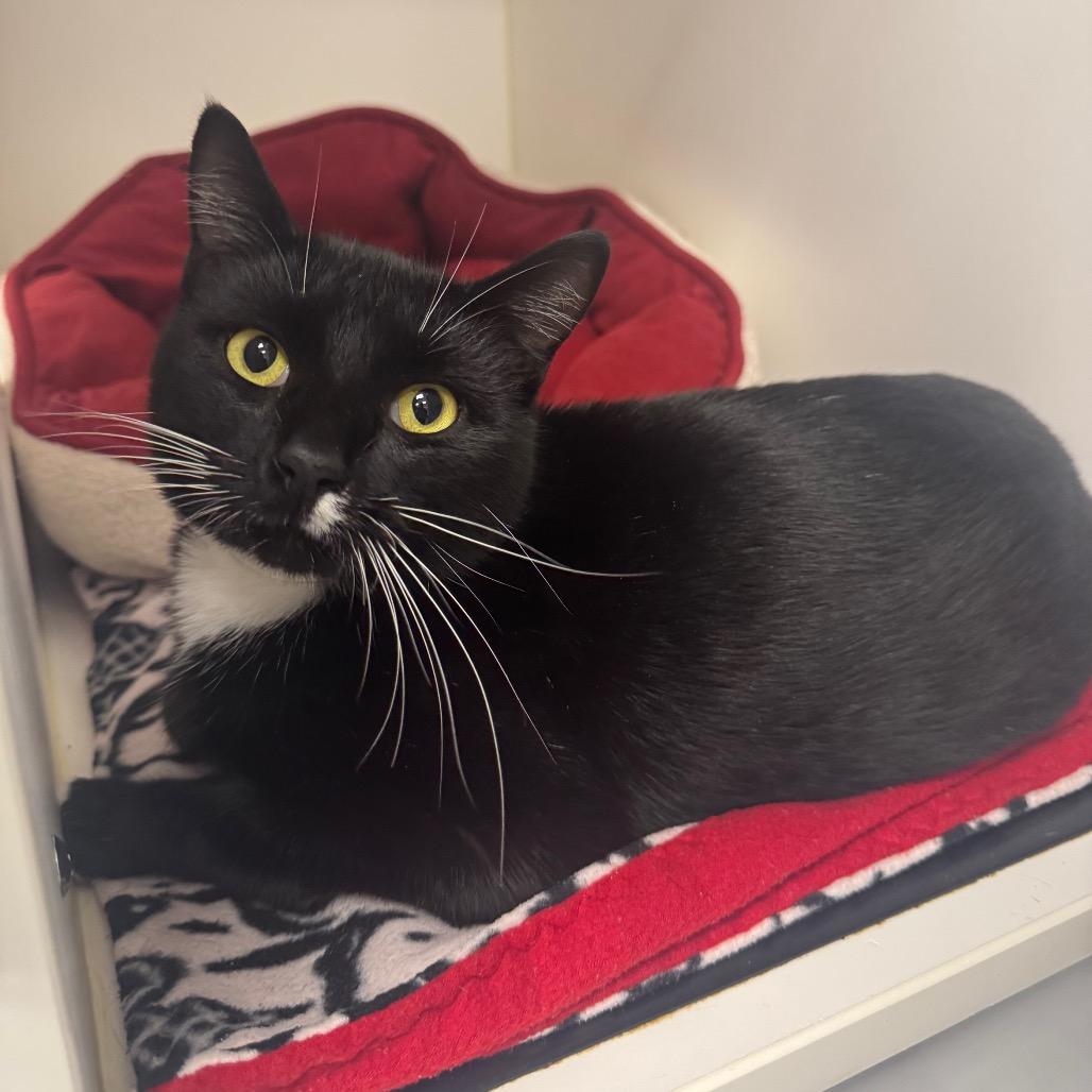 Michael, a Adoptable Domestic Short Hair in West Palm Beach, FL image 2/6