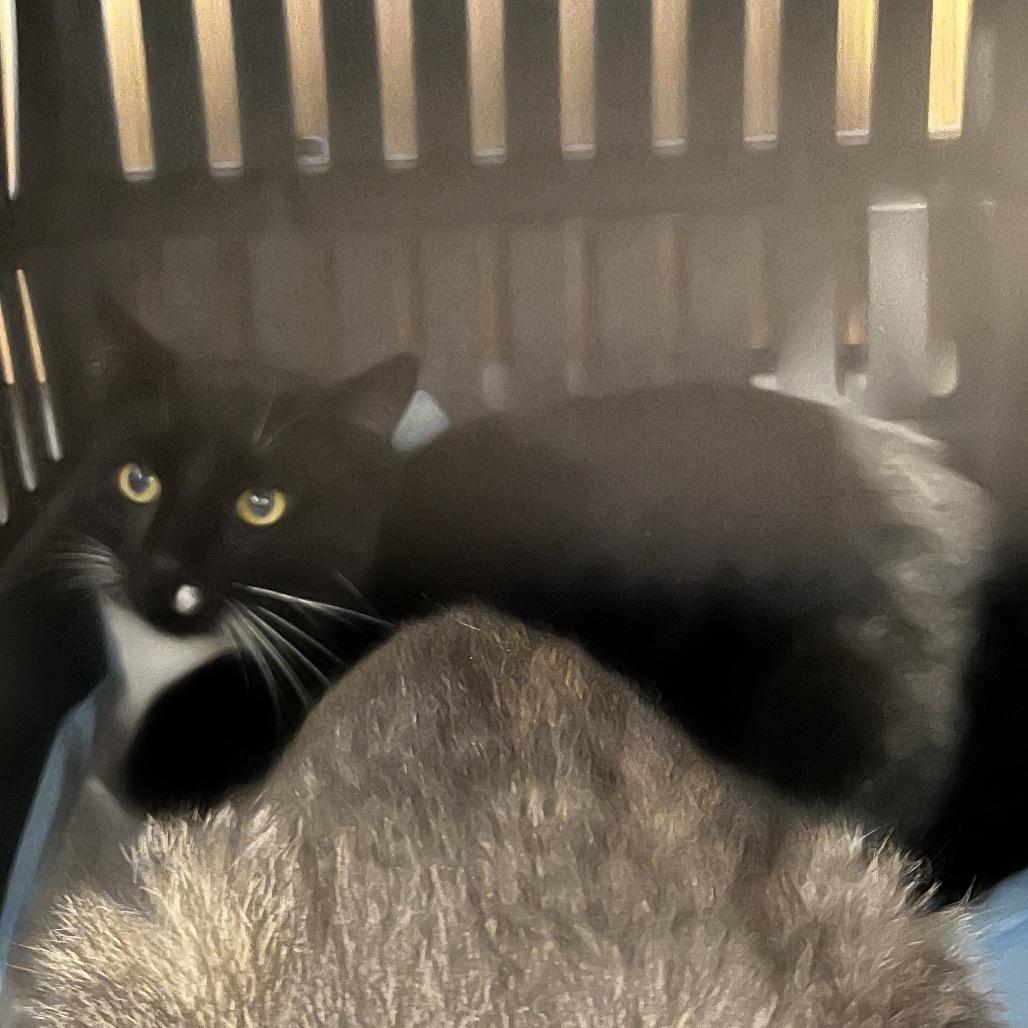 Michael, a Adoptable Domestic Short Hair in West Palm Beach, FL image 3/6