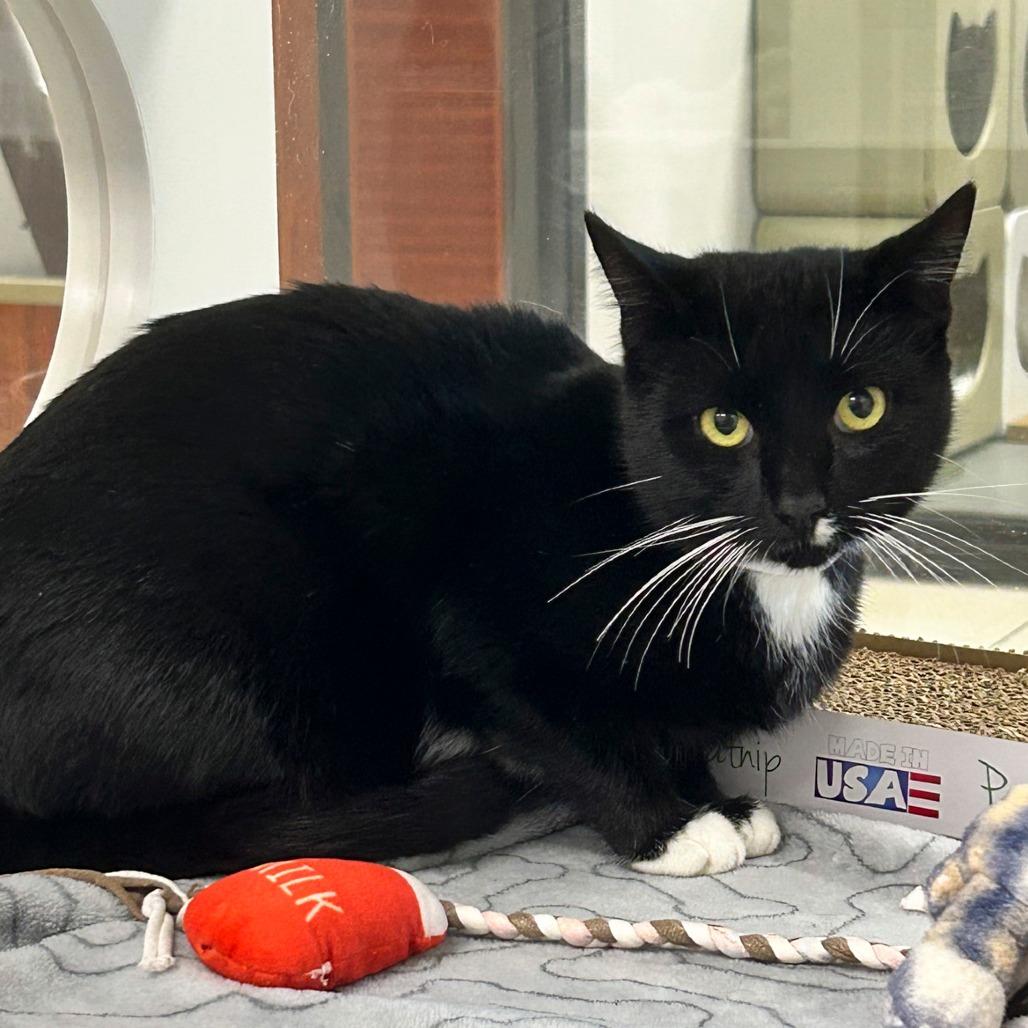 Michael, a Adoptable Domestic Short Hair in West Palm Beach, FL image 4/6