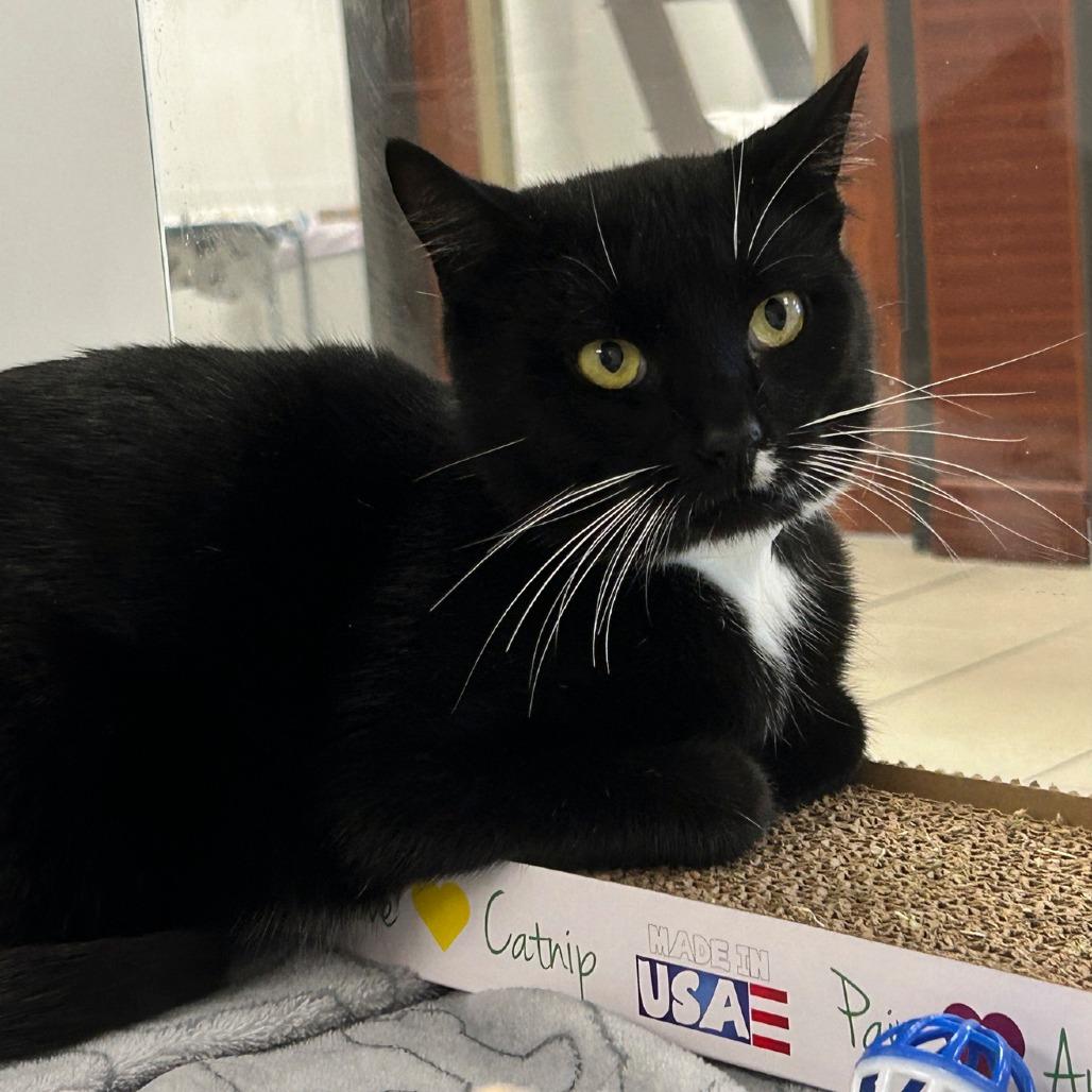 Michael, a Adoptable Domestic Short Hair in West Palm Beach, FL image 5/6