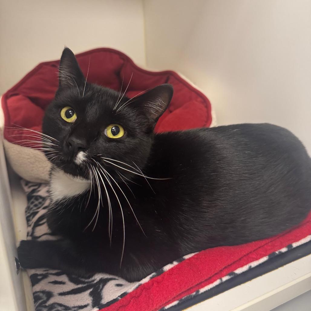 Michael, a Adoptable Domestic Short Hair in West Palm Beach, FL image 6/6