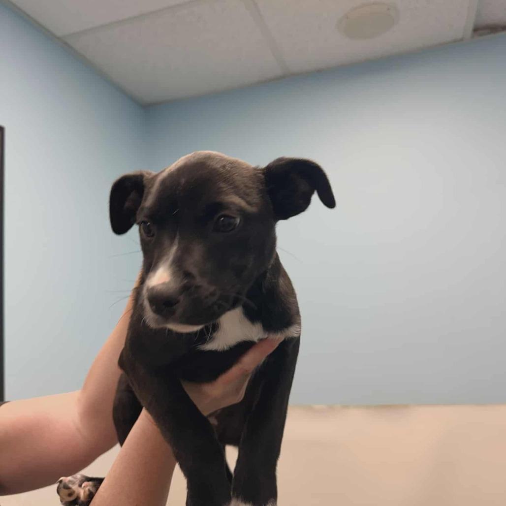 Enlarge Ivy, a Adoptable mixed breed in Nashville, TN image 1/1